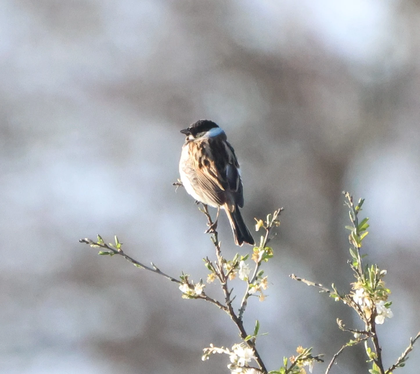 Reed Bunting, Ham Wall, Glastonbury, Somerset, UK — photo by Adam Prugel-Bennett