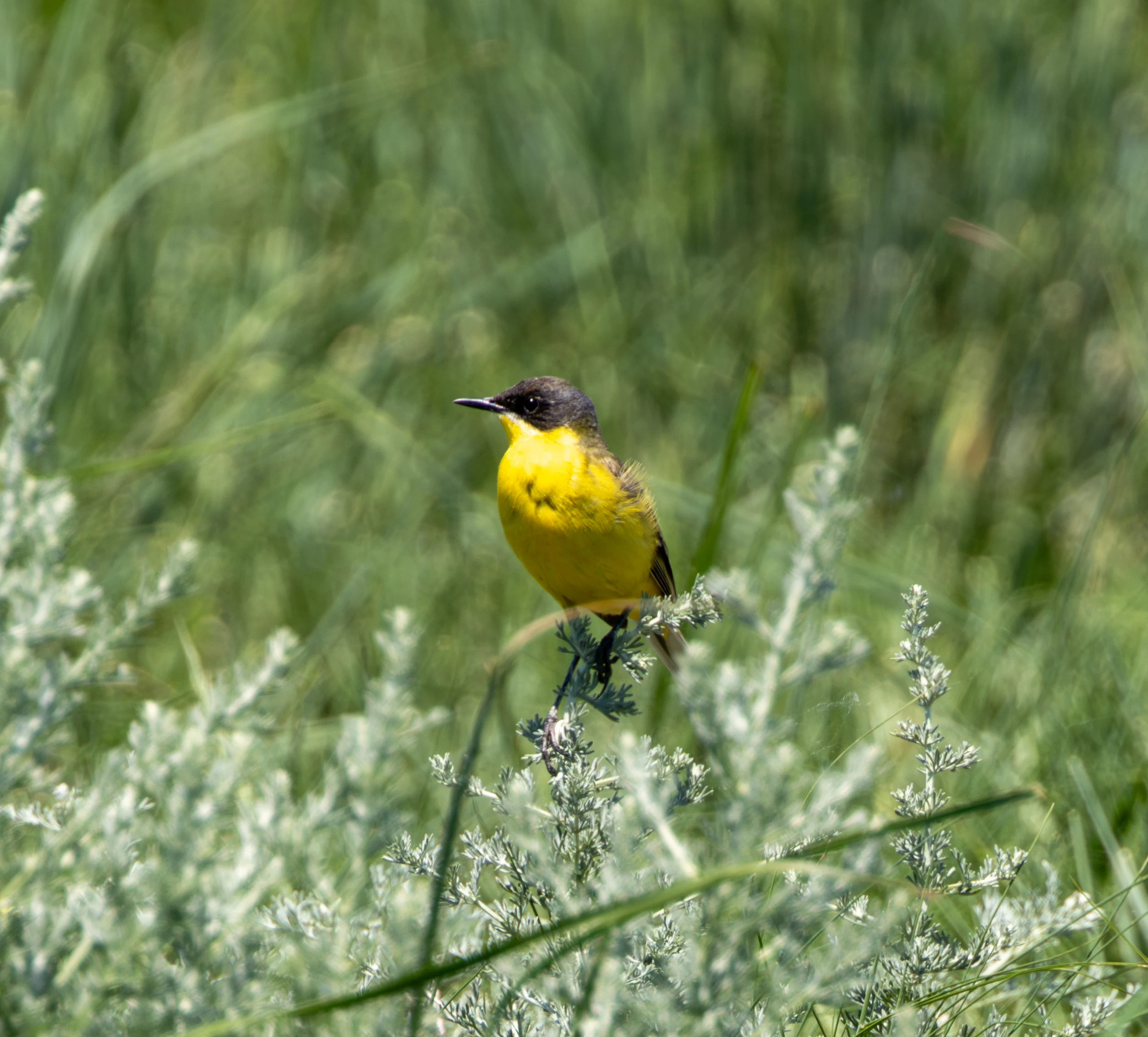 Western Yellow Wagtail, Dobruja, Romania — photo by Adam Prugel-Bennett