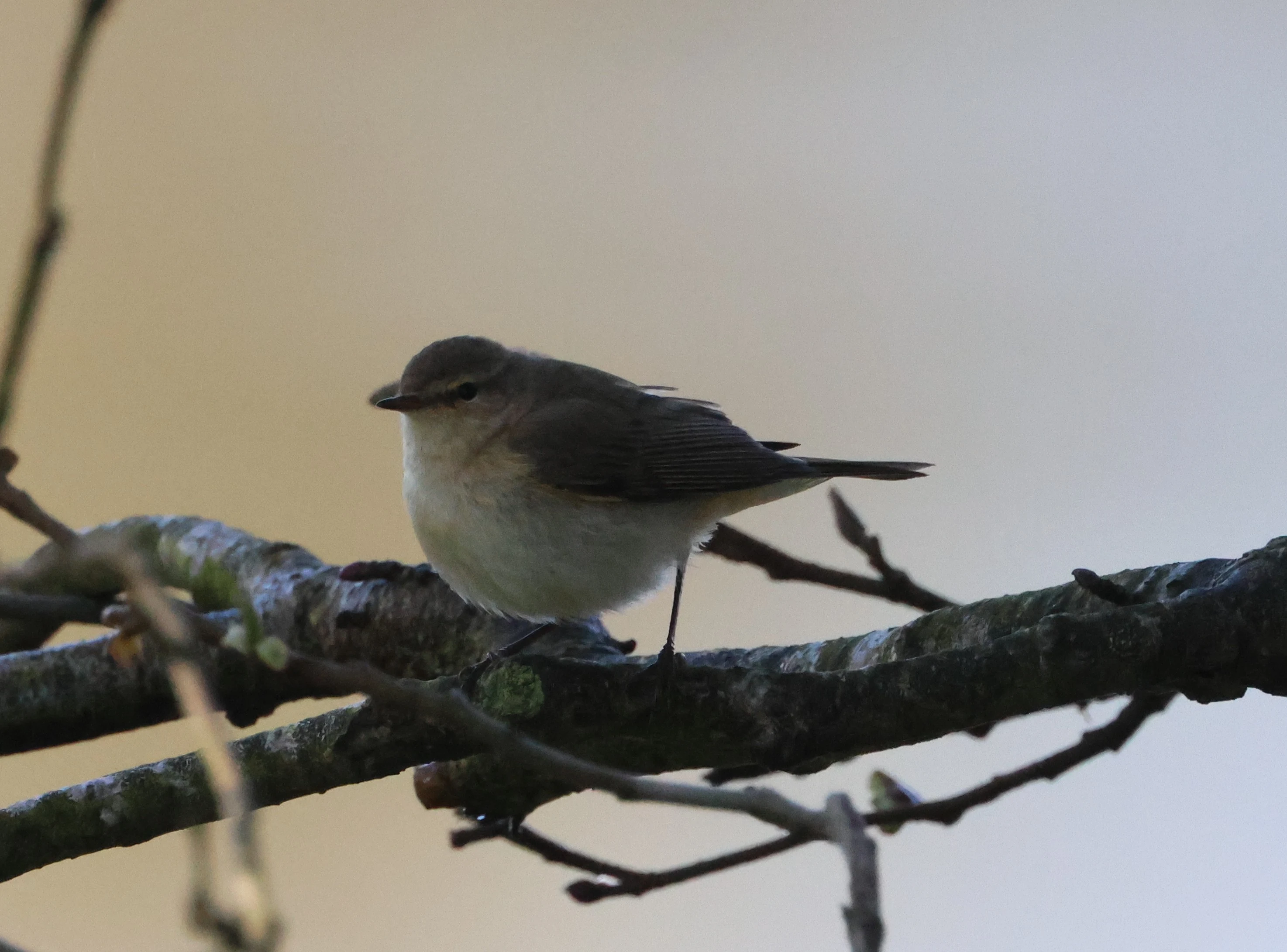 Cetti's warbler, Ham Wall, Glastonbury, Somerset, UK — photo by Adam Prugel-Bennett