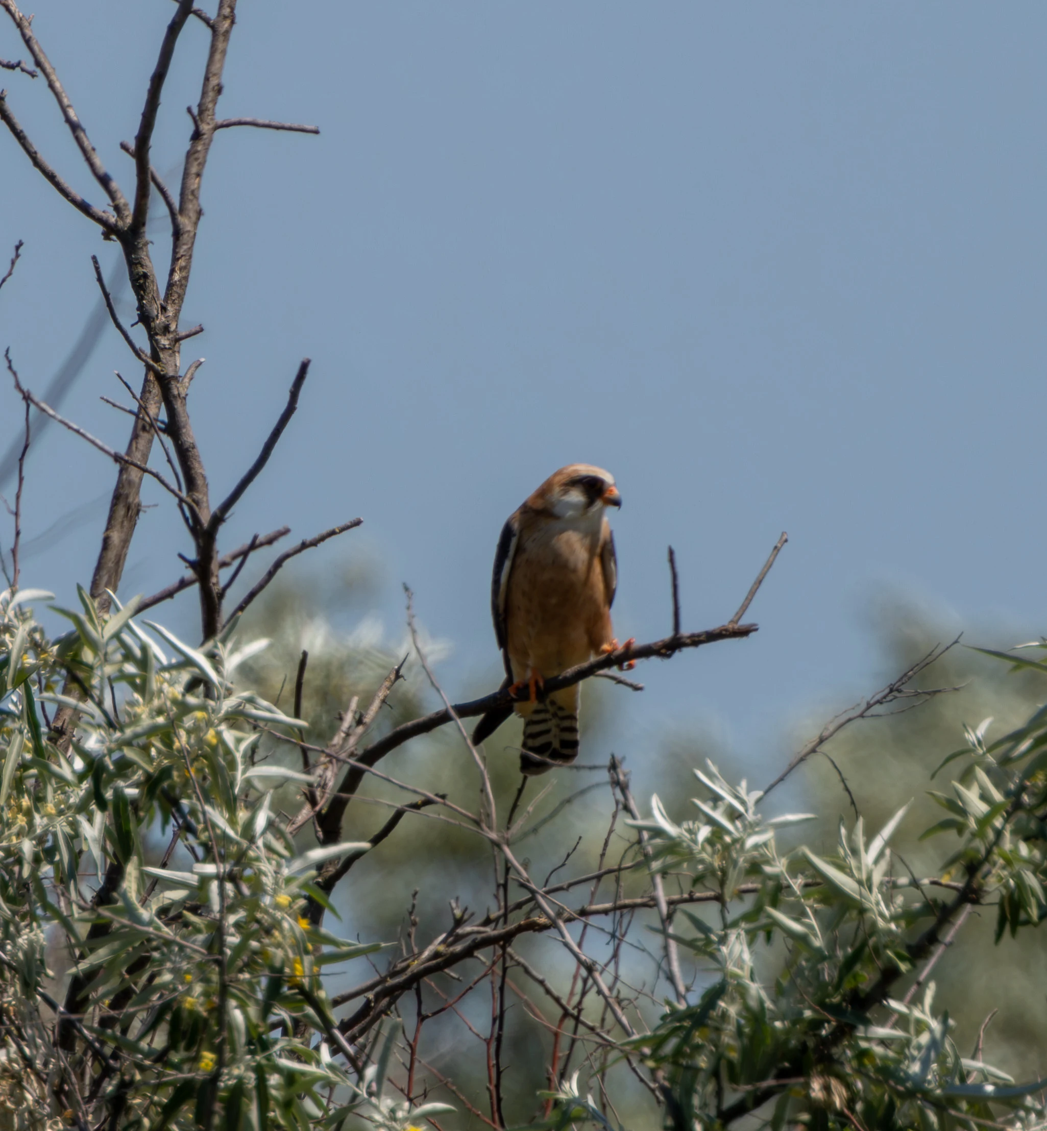 Female Red-footed Falco, Dobruja, Romania — photo by Adam Prugel-Bennett