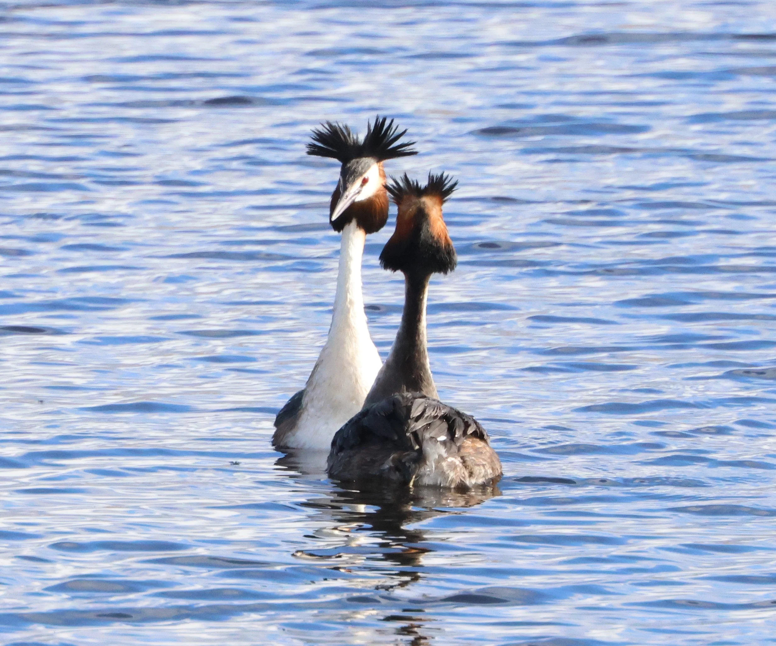 Great crested grebes performing mirror dance, Ham Wall, Glastonbury, Somerset, UK — photo by Adam Prugel-Bennett