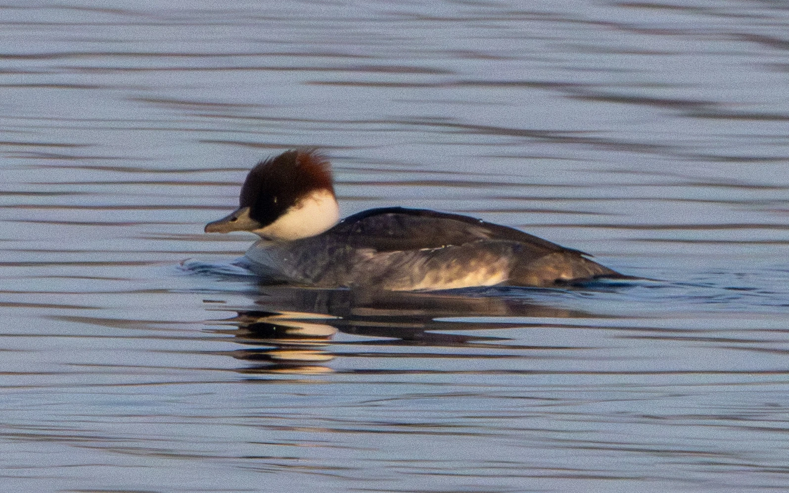 Female Smew, Flavoland, Netherlands — photo by Adam Prugel-Bennett