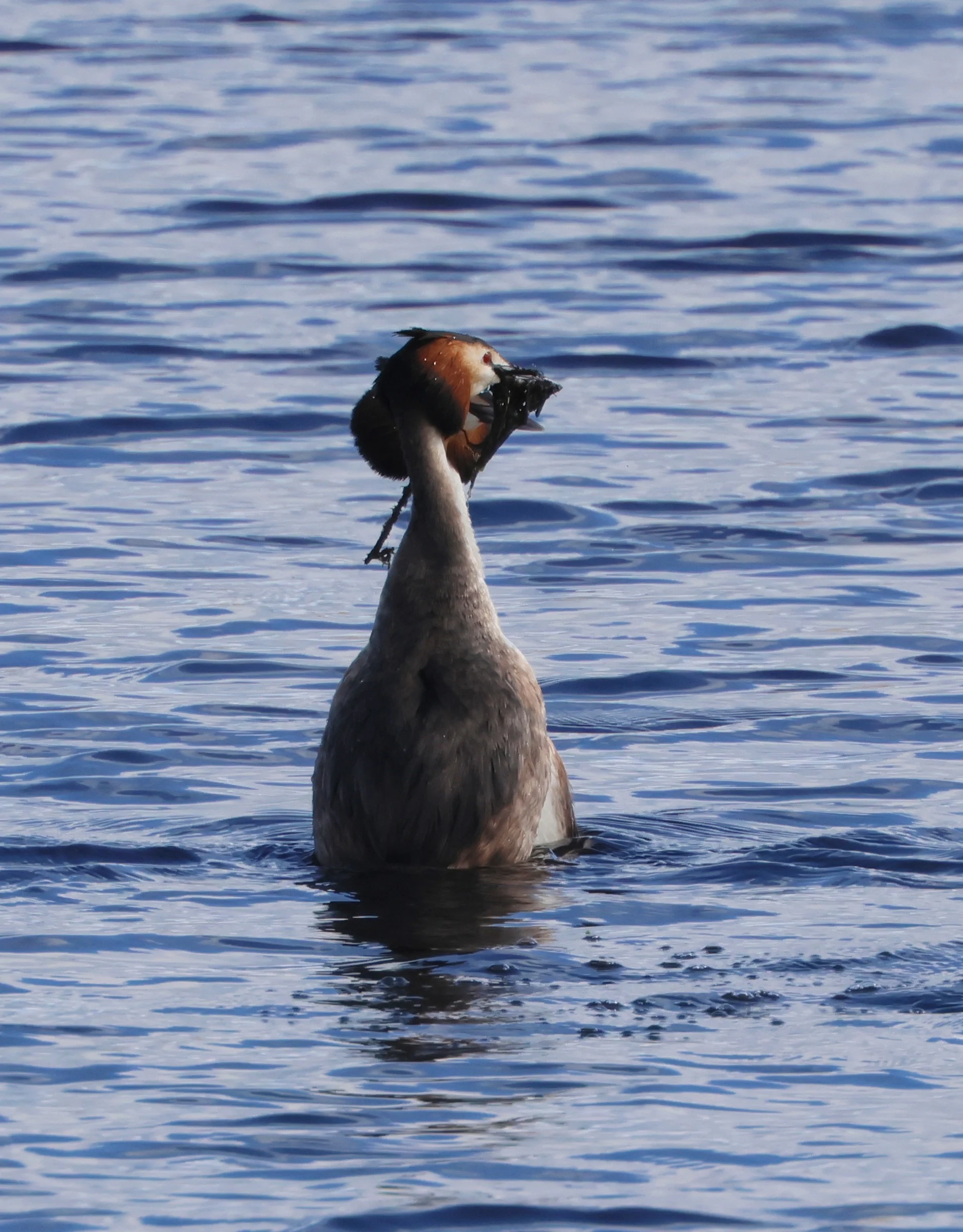 Great crested grebes  exchanging pond weed, Ham Wall, Glastonbury, Somerset, UK — photo by Adam Prugel-Bennett
