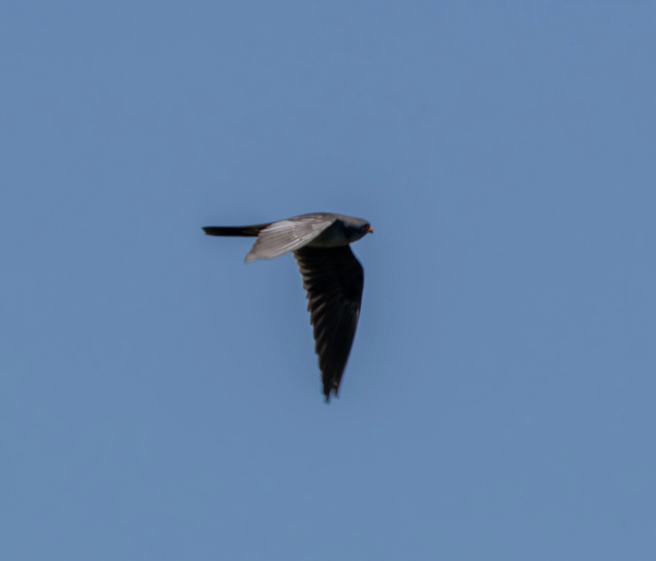 Red-footed Falcon in flight, Dobruja, Romania — photo by Adam Prugel-Bennett