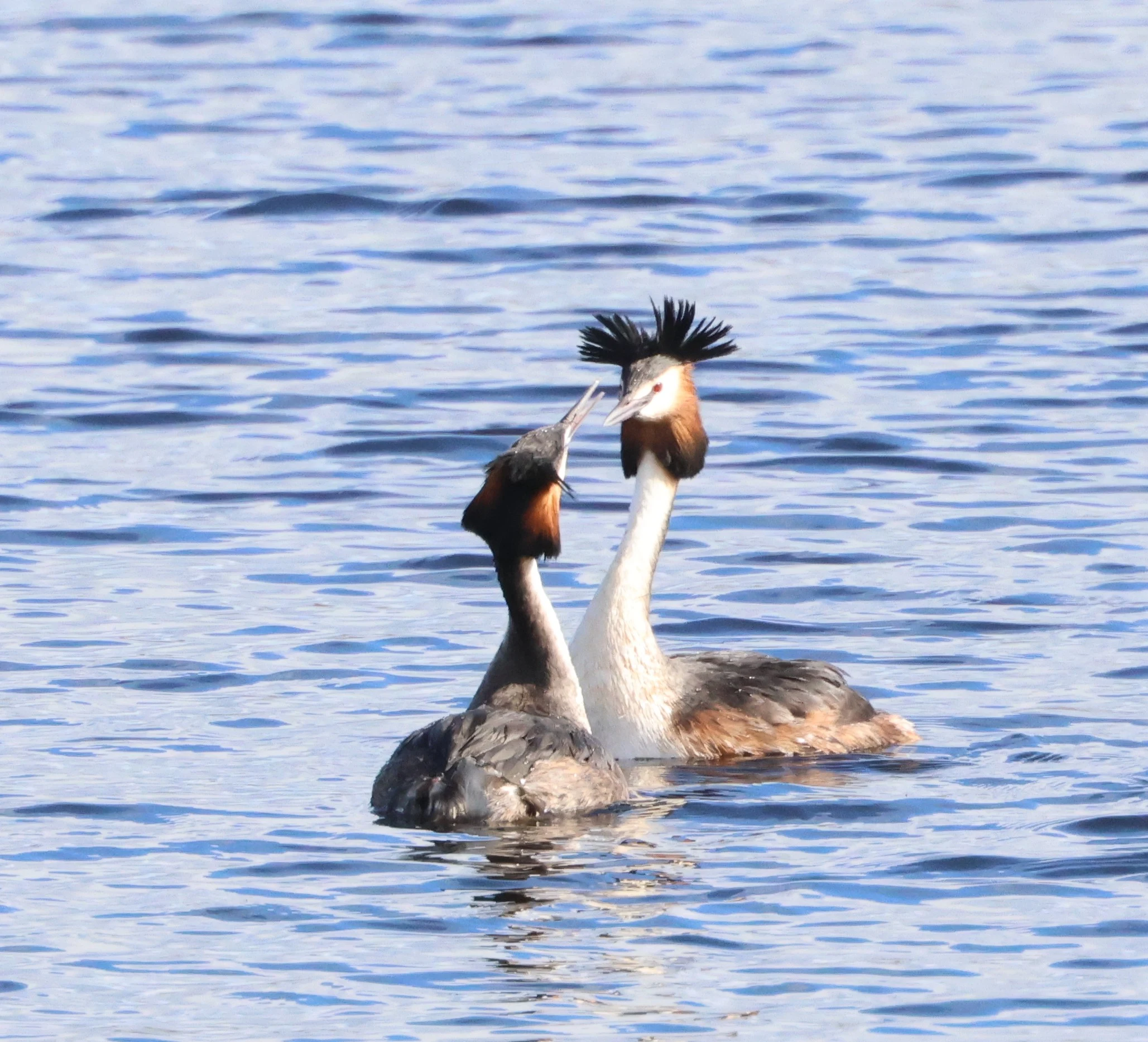 Great creasted grebes performing mirror dance, Ham Wall, Glastonbury, Somerset, UK — photo by Adam Prugel-Bennett