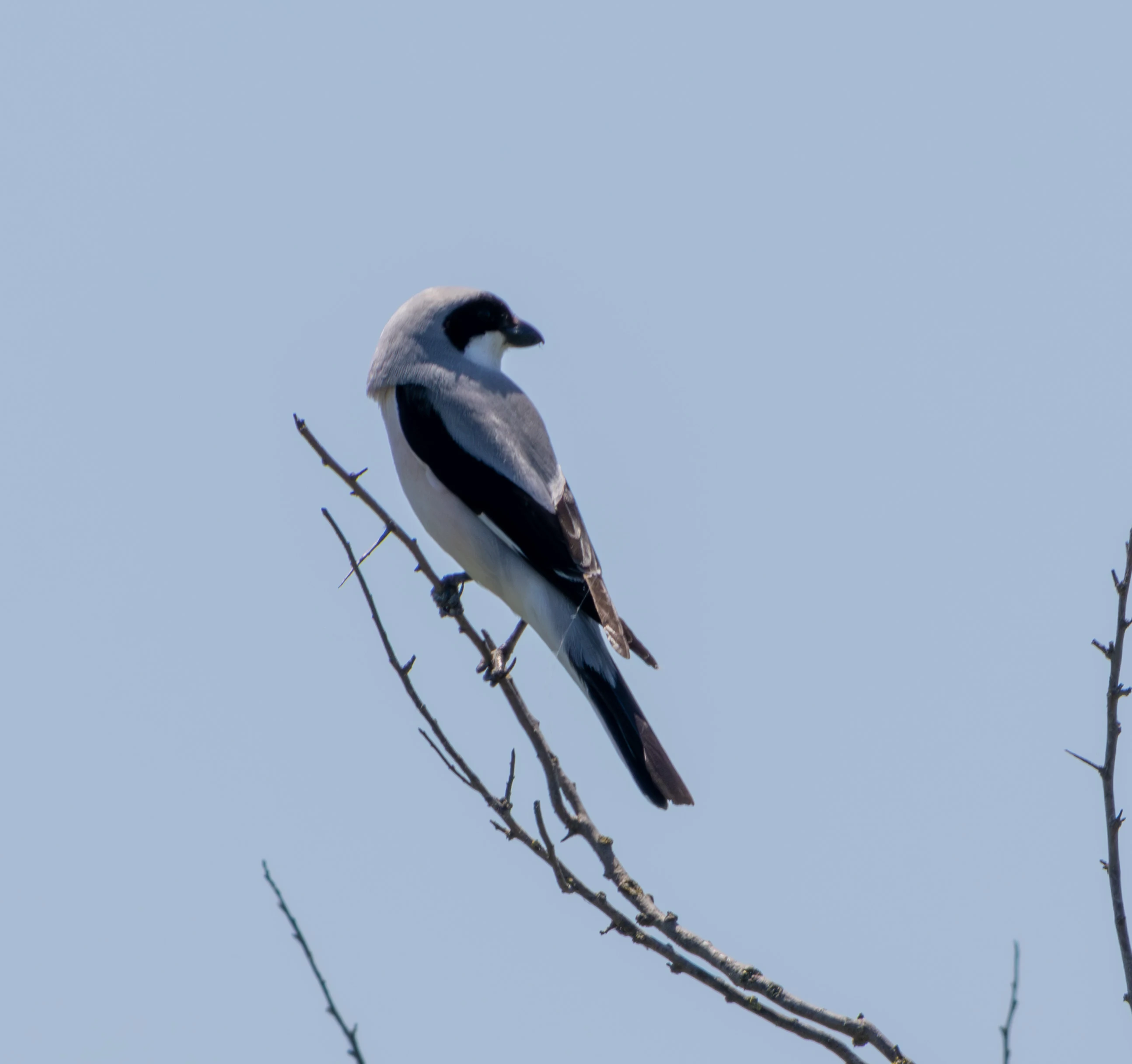Lesser Grey Shrike, Dobruja, Romania — photo by Adam Prugel-Bennett