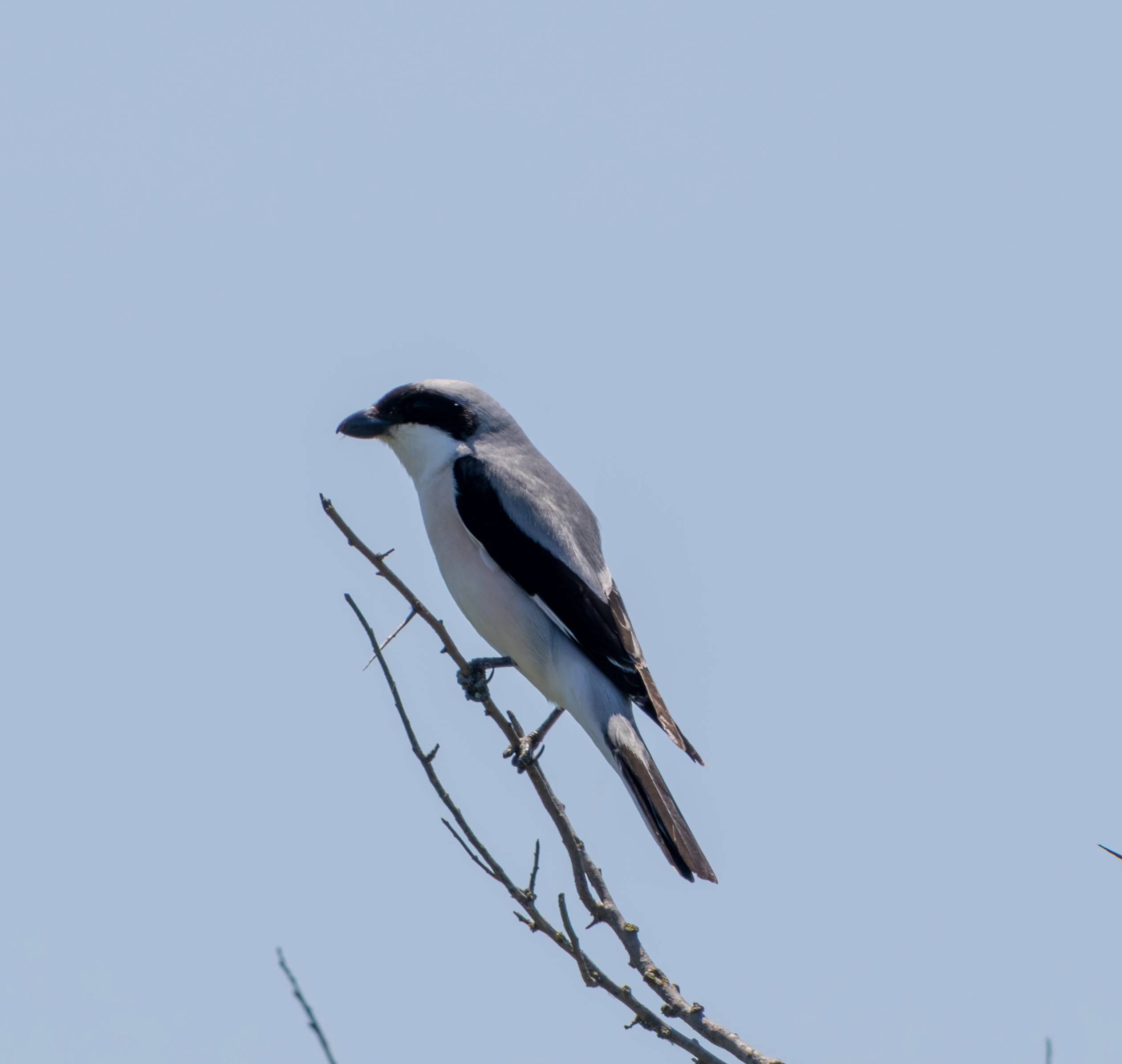 Lesser Grey Shrike, Dobruja, Romania — photo by Adam Prugel-Bennett