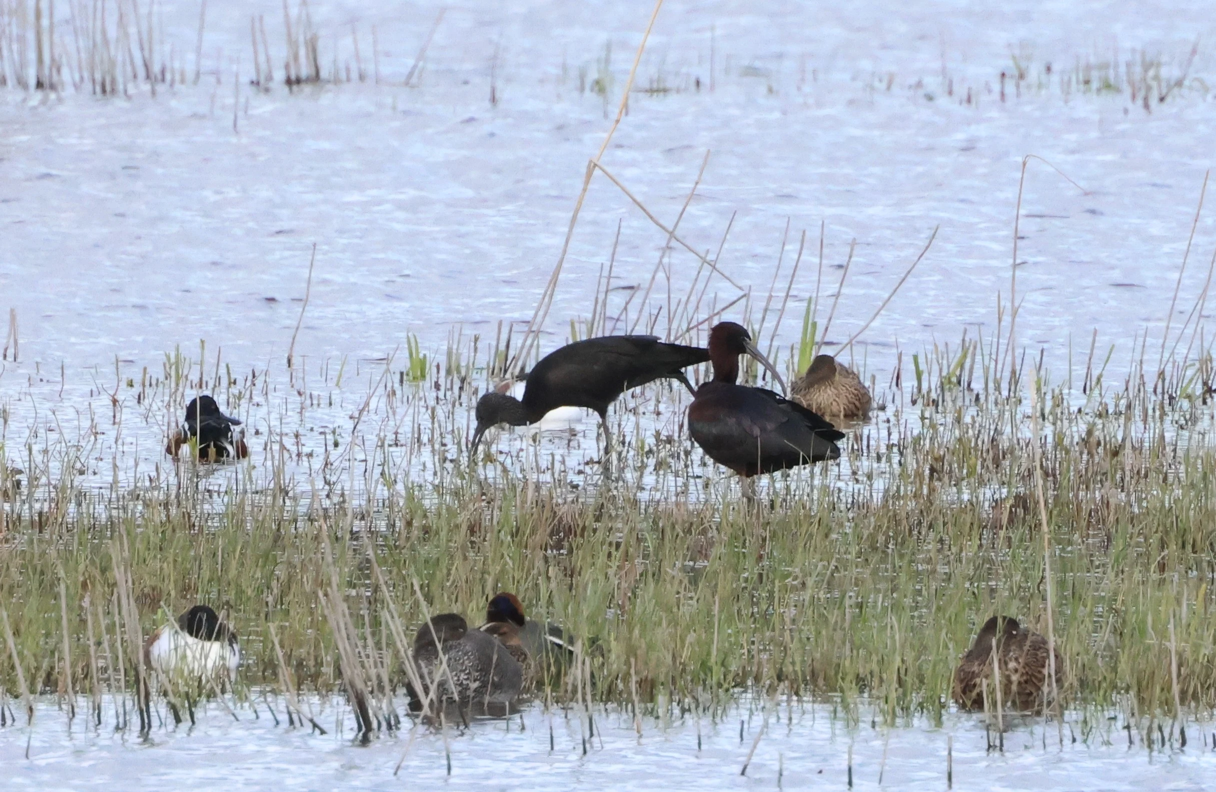 Glossy Ibis, Ham Wall, Glastonbury, Somerset, UK — photo by Adam Prugel-Bennett