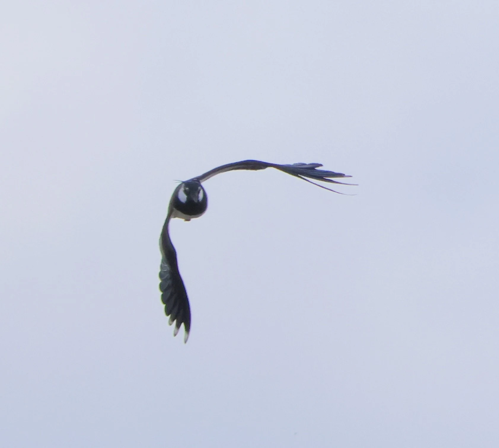 Lapwing, Ham Wall, Glastonbury, Somerset, UK — photo by Adam Prugel-Bennett