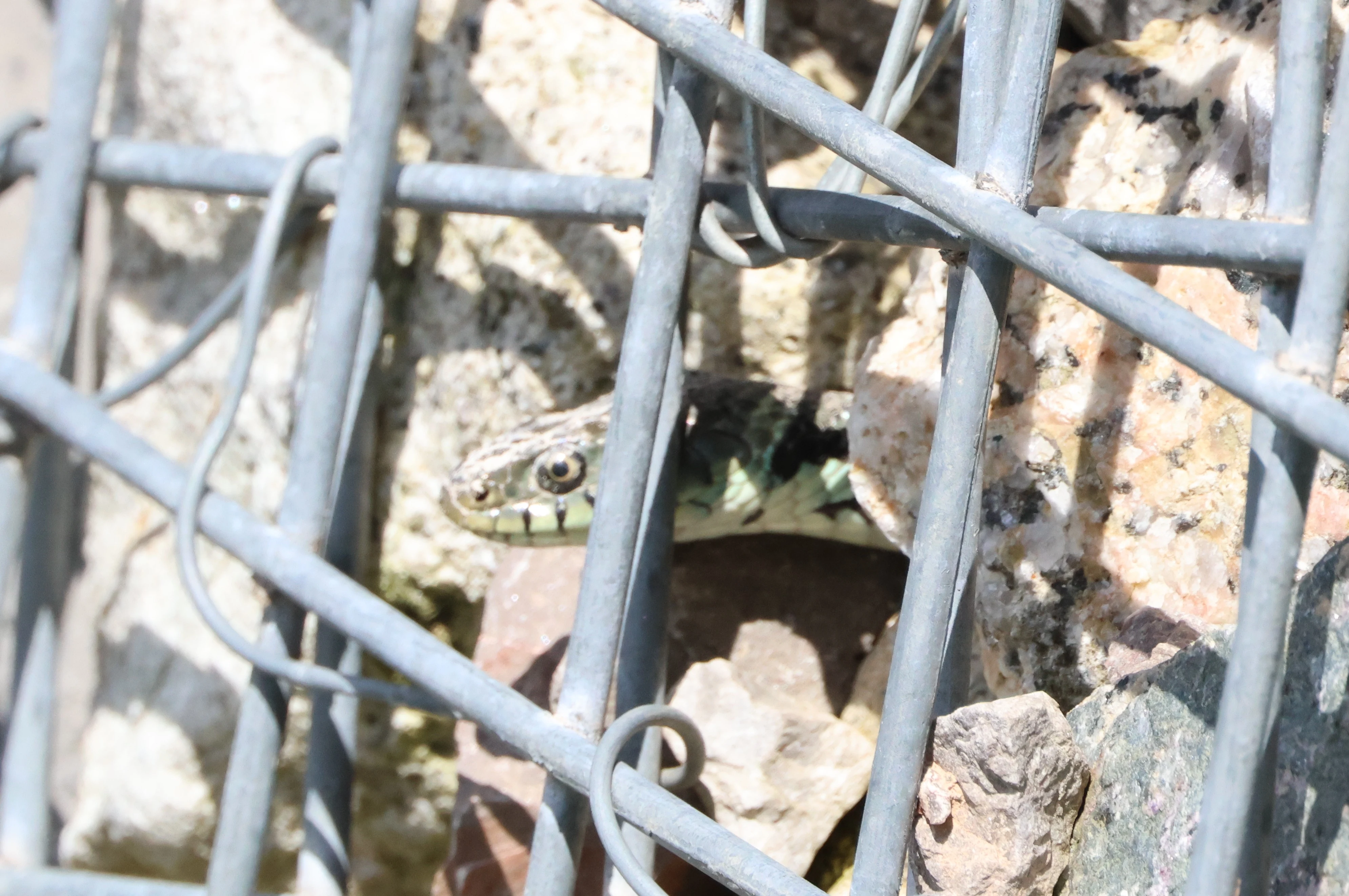 Grass snake, Ham Wall, Glastonbury, Somerset, UK — photo by Adam Prugel-Bennett