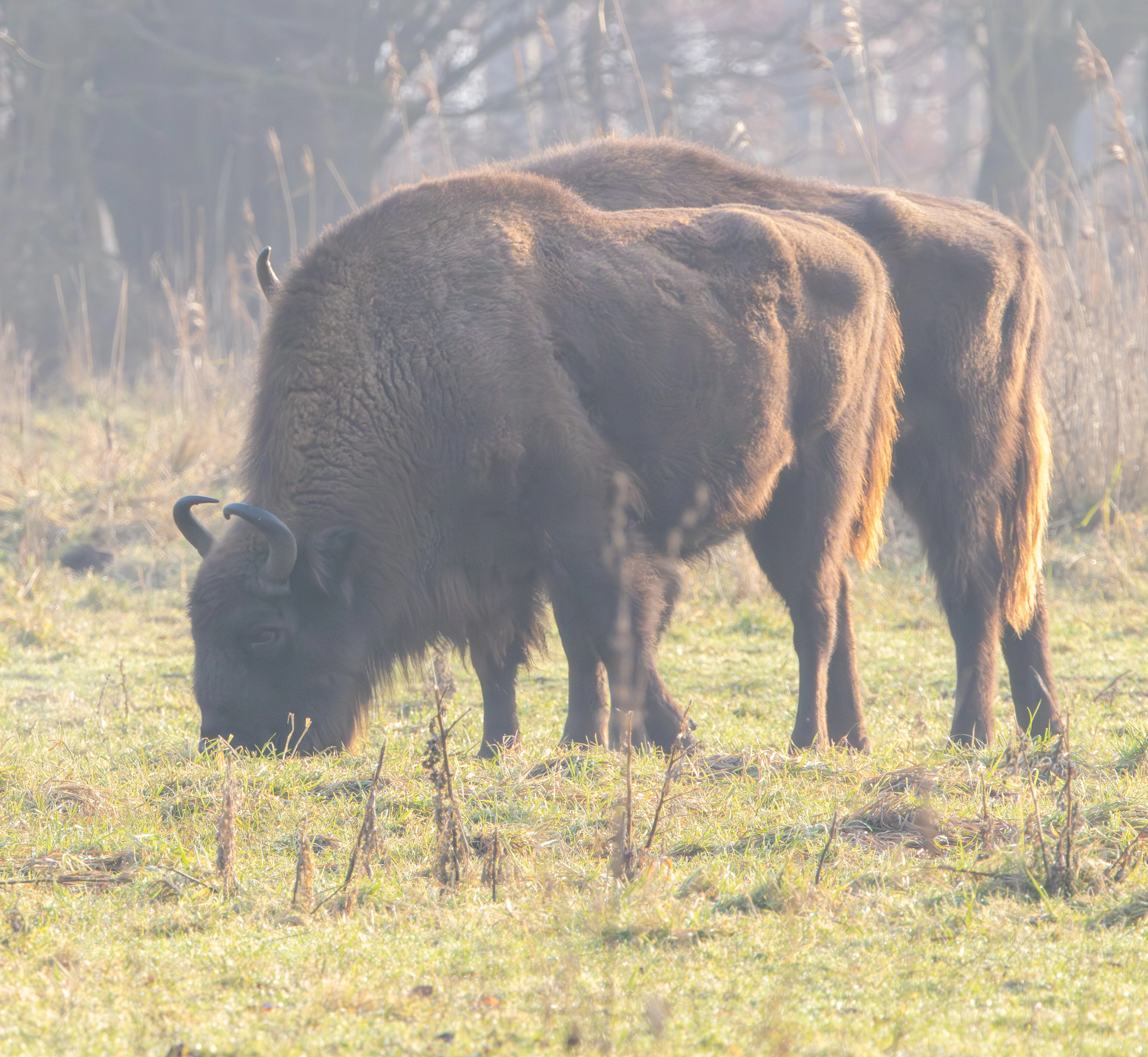 European Bison, Flavoland, Netherlands — photo by Adam Prugel-Bennett