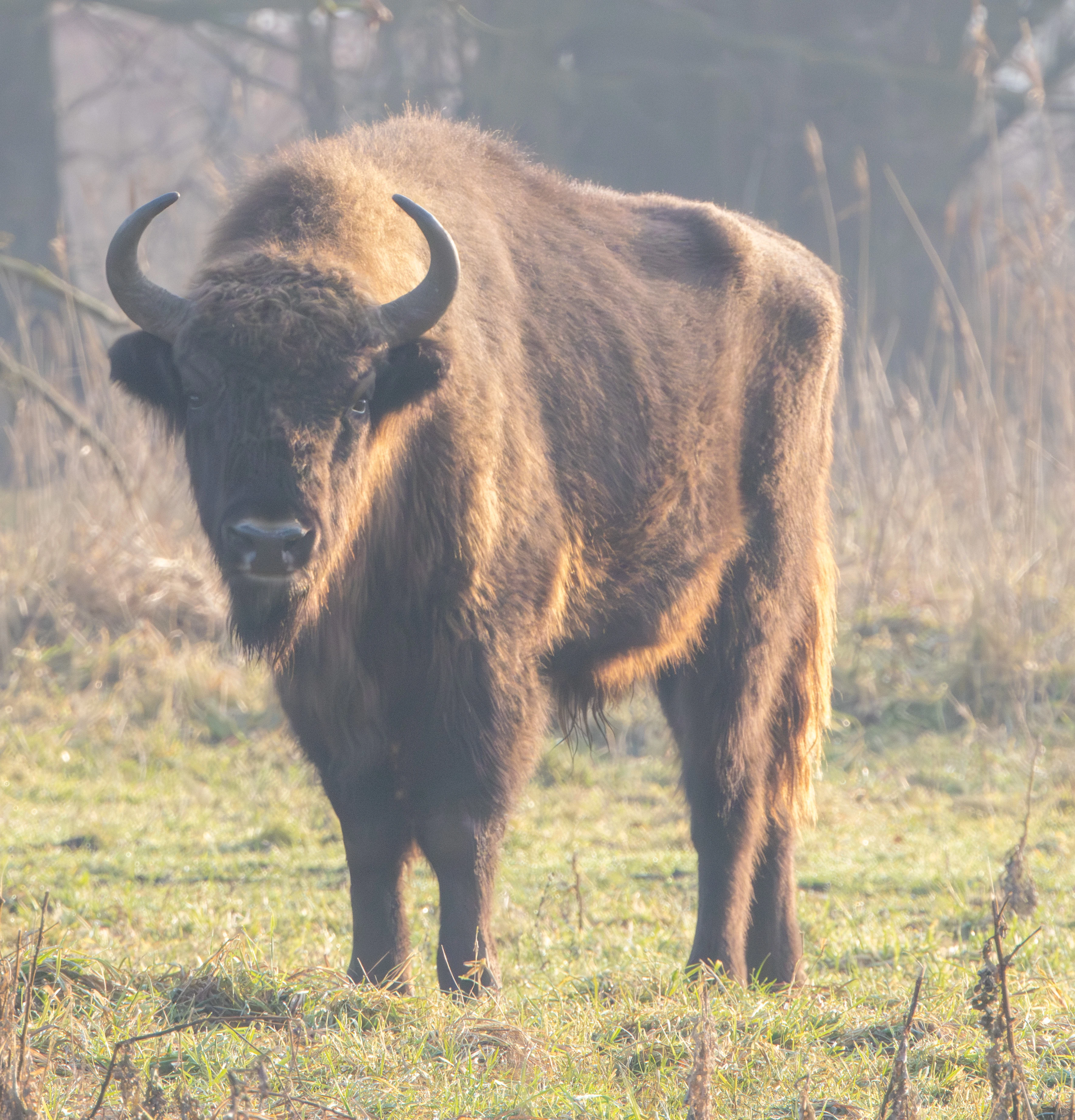 European Bison, Flavoland, Netherlands — photo by Adam Prugel-Bennett