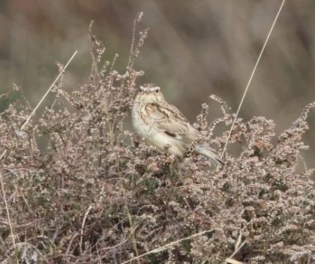 Woodlark, Beaulieu Road Station, New Forest, UK — photo by Adam Prugel-Bennett