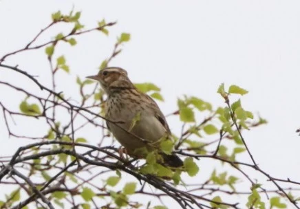 Woodlark, Beaulieu Road Station, New Forest, UK — photo by Adam Prugel-Bennett
