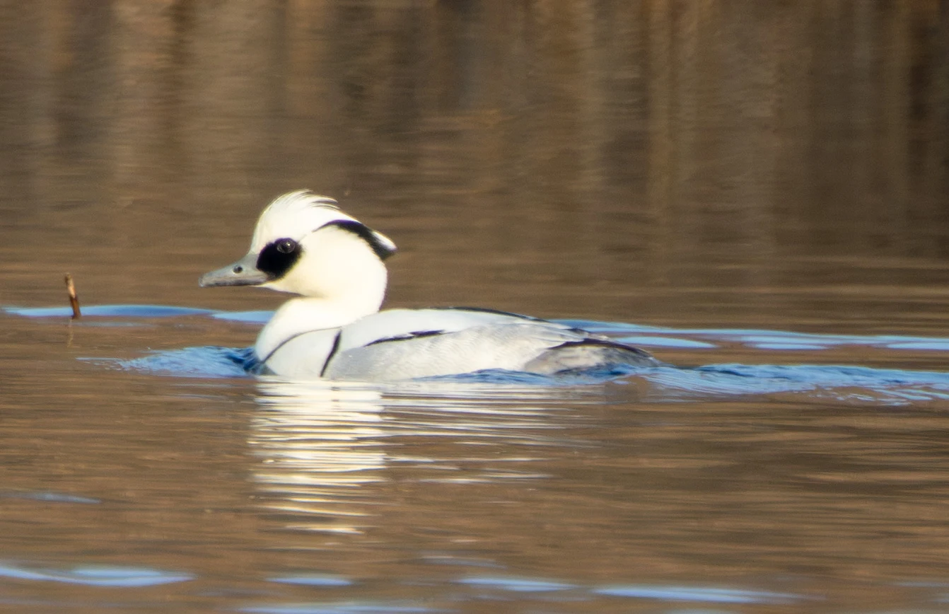 Smew, Flavoland, Netherlands — photo by Adam Prugel-Bennett