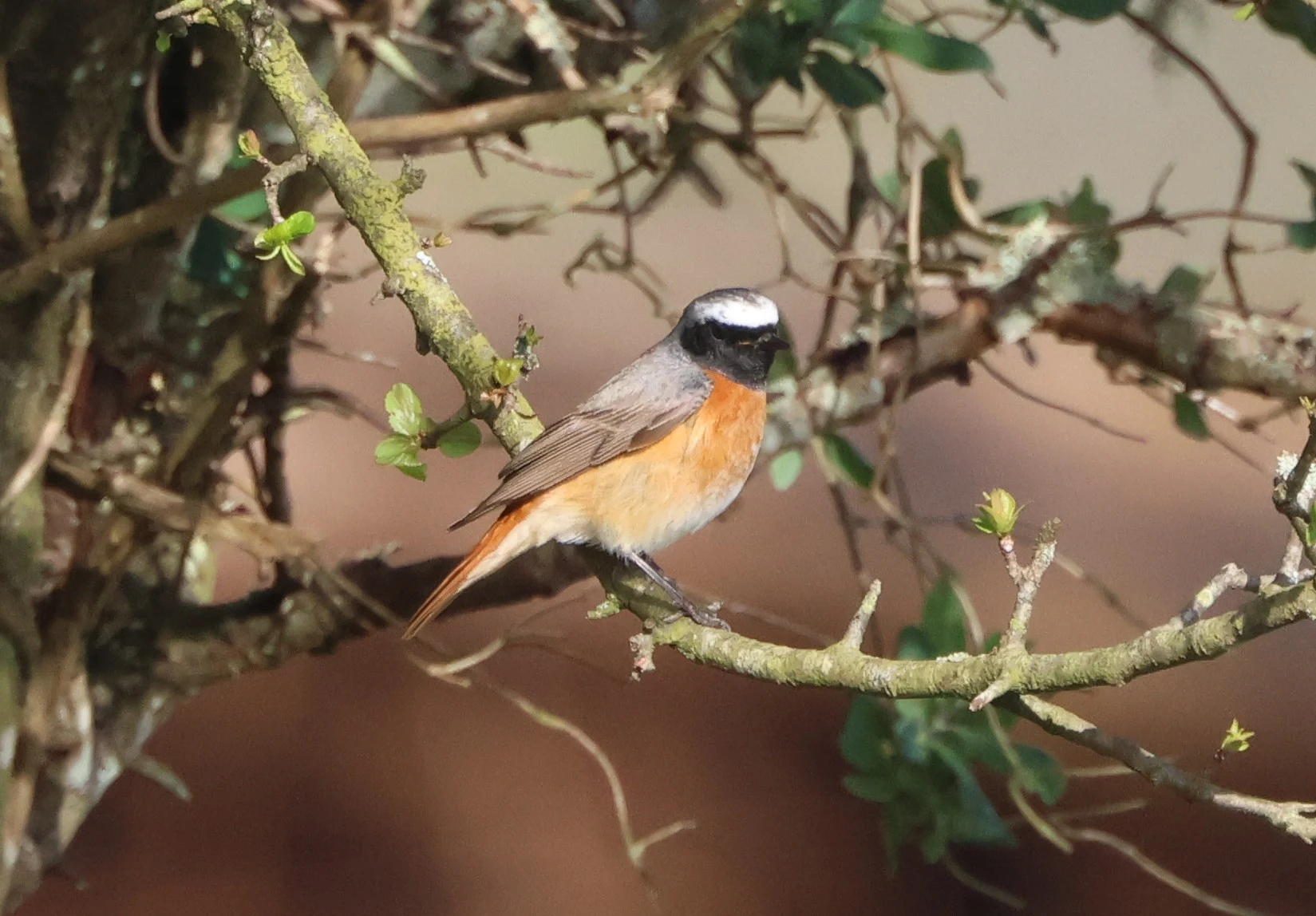 Common redstart, Matley Wood, Beaulieu Road Station, New Forest, UK — photo by Adam Prugel-Bennett