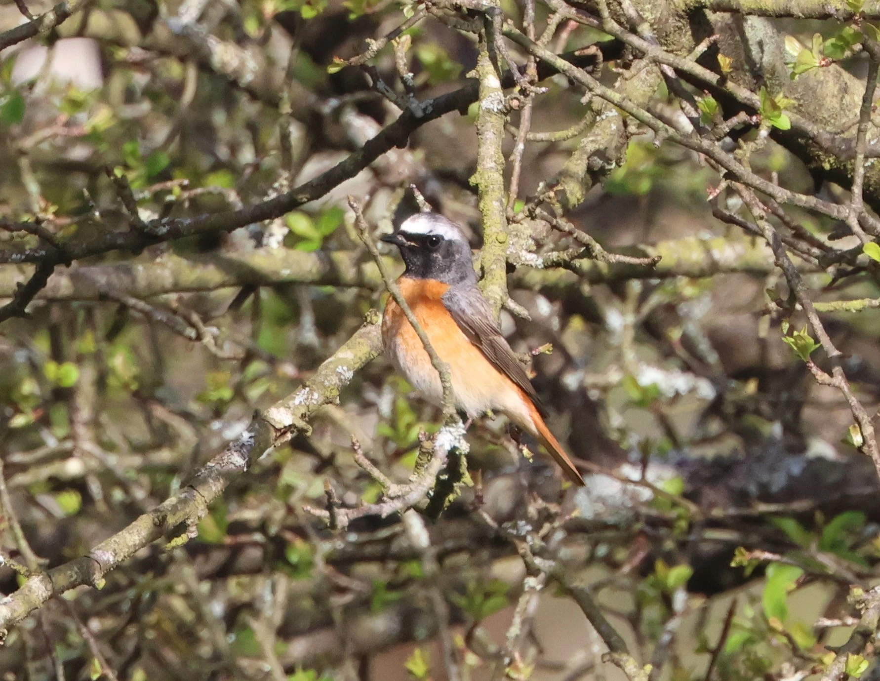 Common redstart, Matley Wood, Beaulieu Road Station, New Forest, UK — photo by Adam Prugel-Bennett