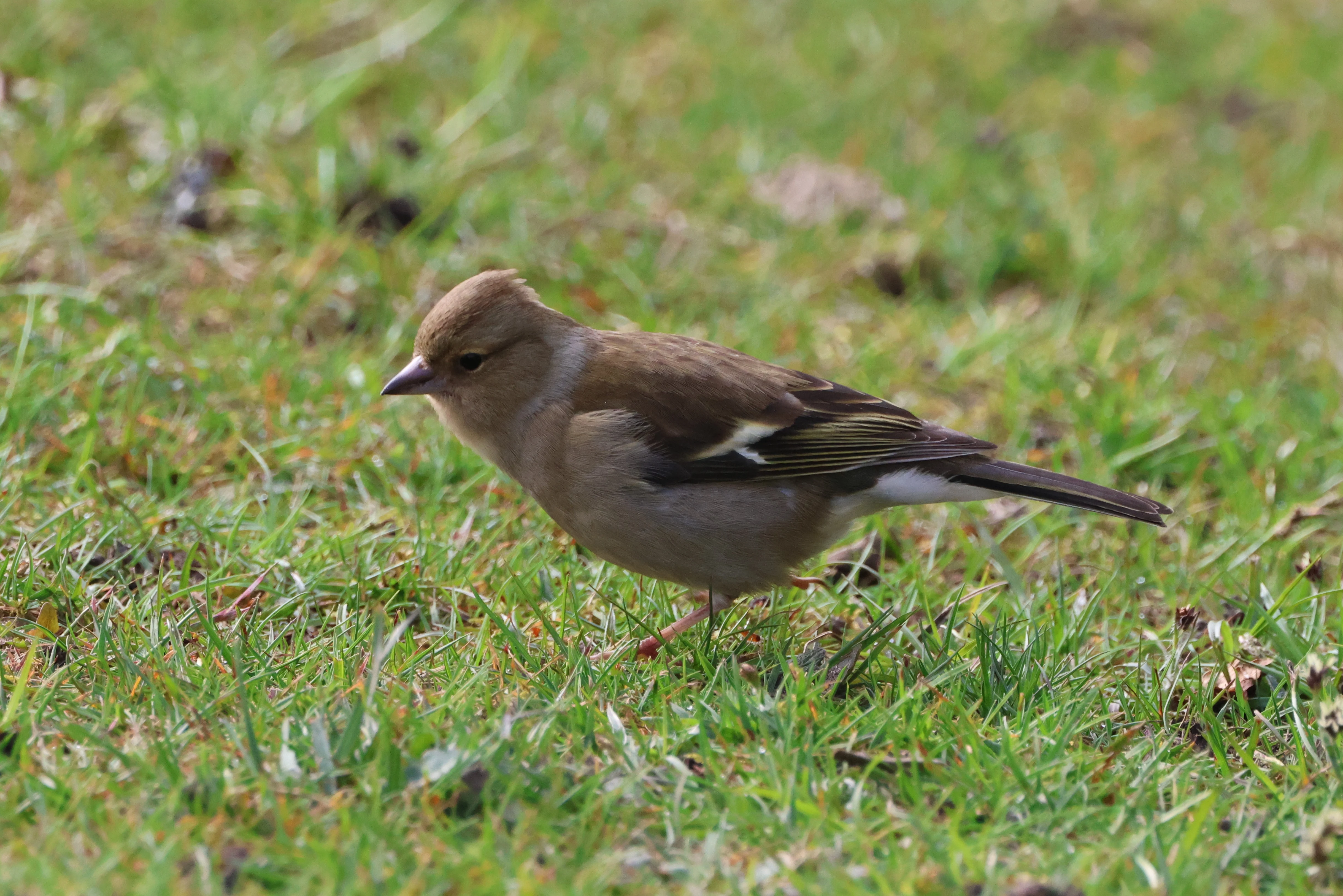 Chaffinch, Matley Wood, Beaulieu Road Station, New Forest, UK — photo by Adam Prugel-Bennett