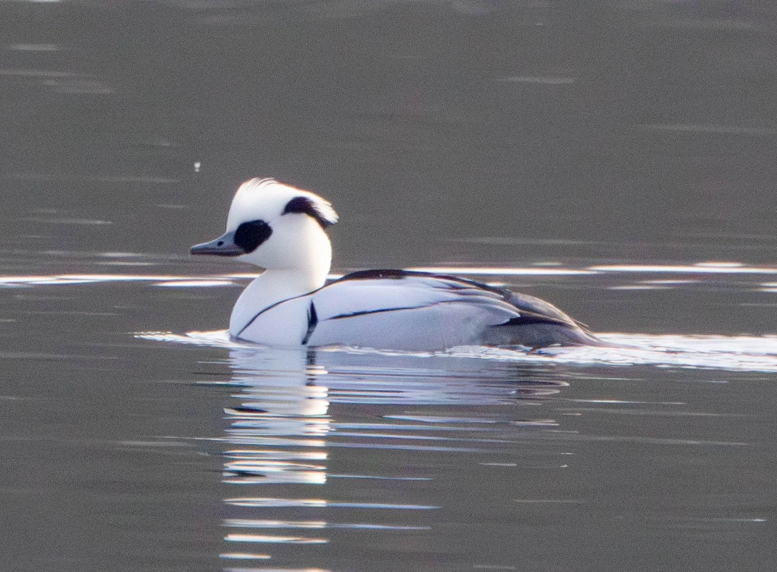 Smew, Flavoland, Netherlands — photo by Adam Prugel-Bennett