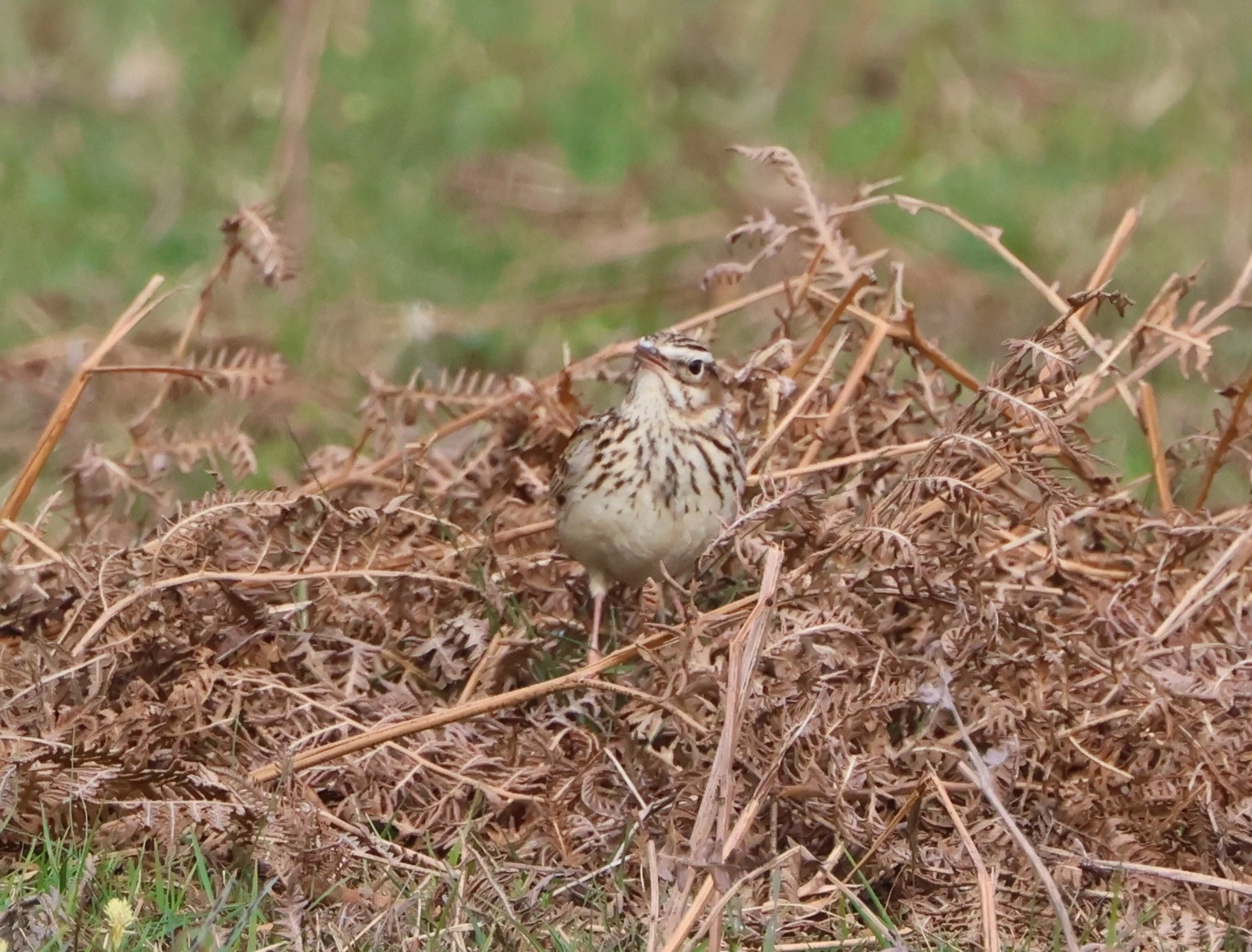 Woodlark, Matley Wood, Beaulieu Road Station, New Forest, UK — photo by Adam Prugel-Bennett