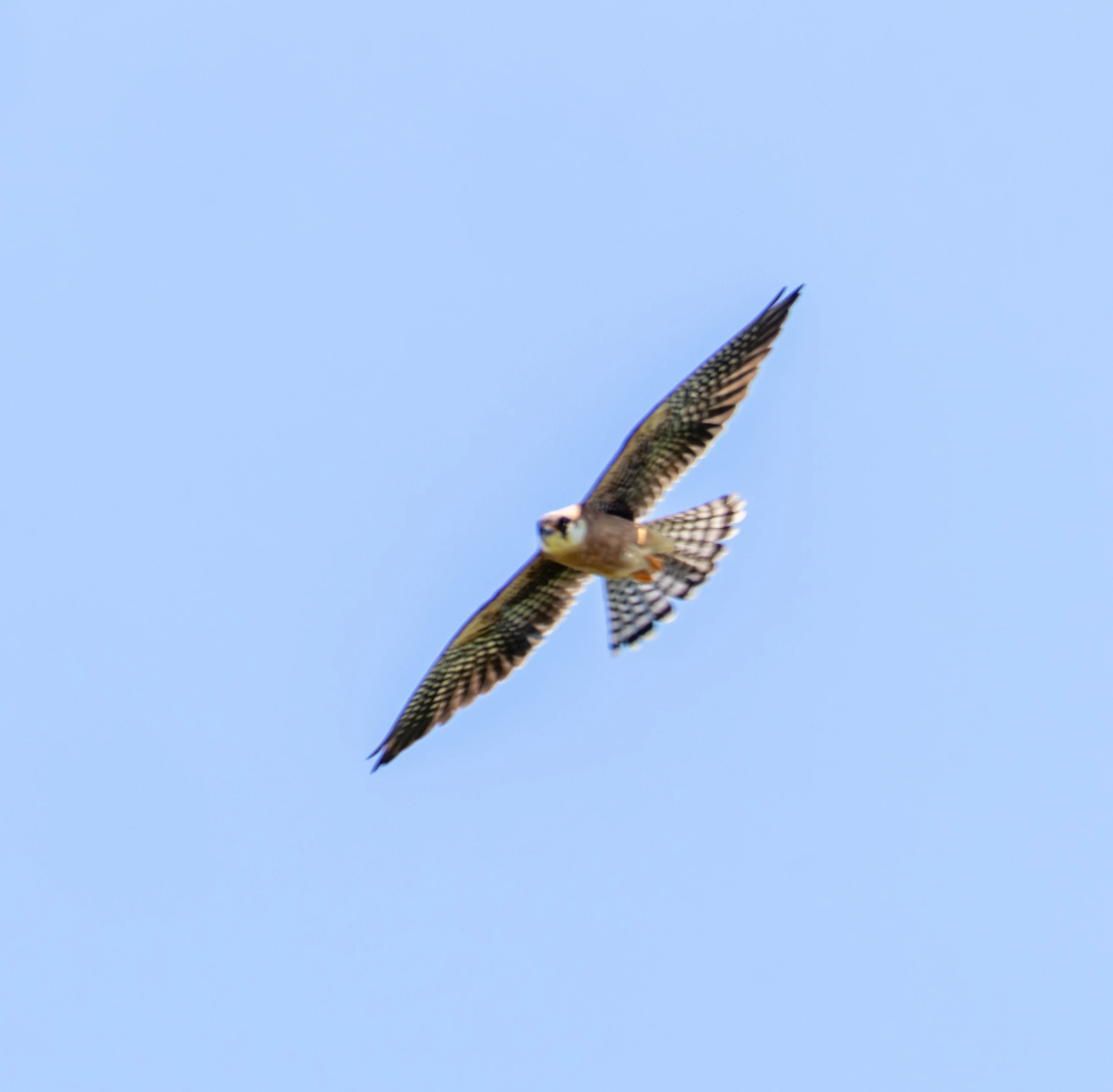 Red-footed Falcon in flight, Dobruja, Romania — photo by Adam Prugel-Bennett