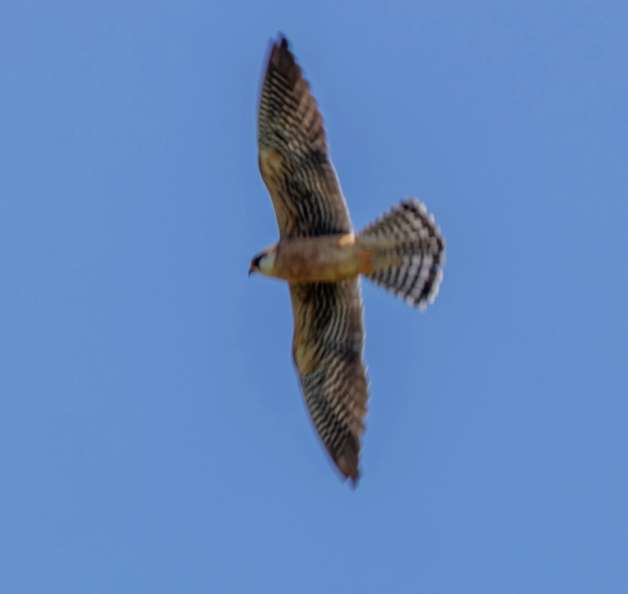 Red-footed Falcon in flight, Dobruja, Romania — photo by Adam Prugel-Bennett