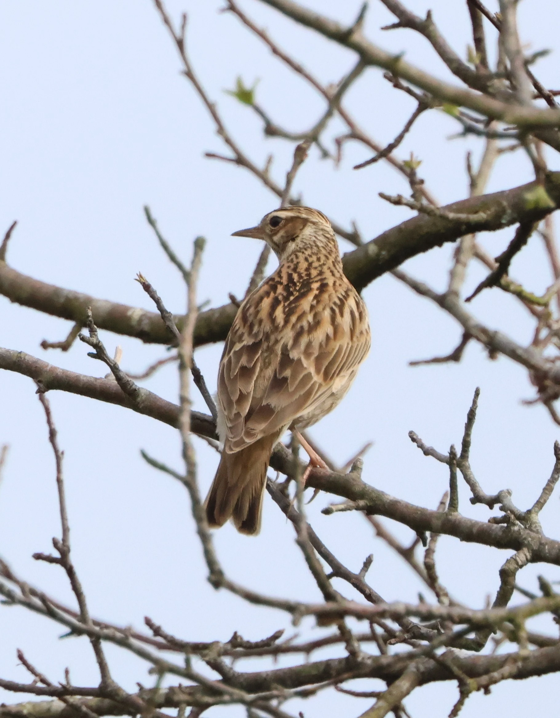 Woodlark, Matley Wood, Beaulieu Road Station, New Forest, UK — photo by Adam Prugel-Bennett