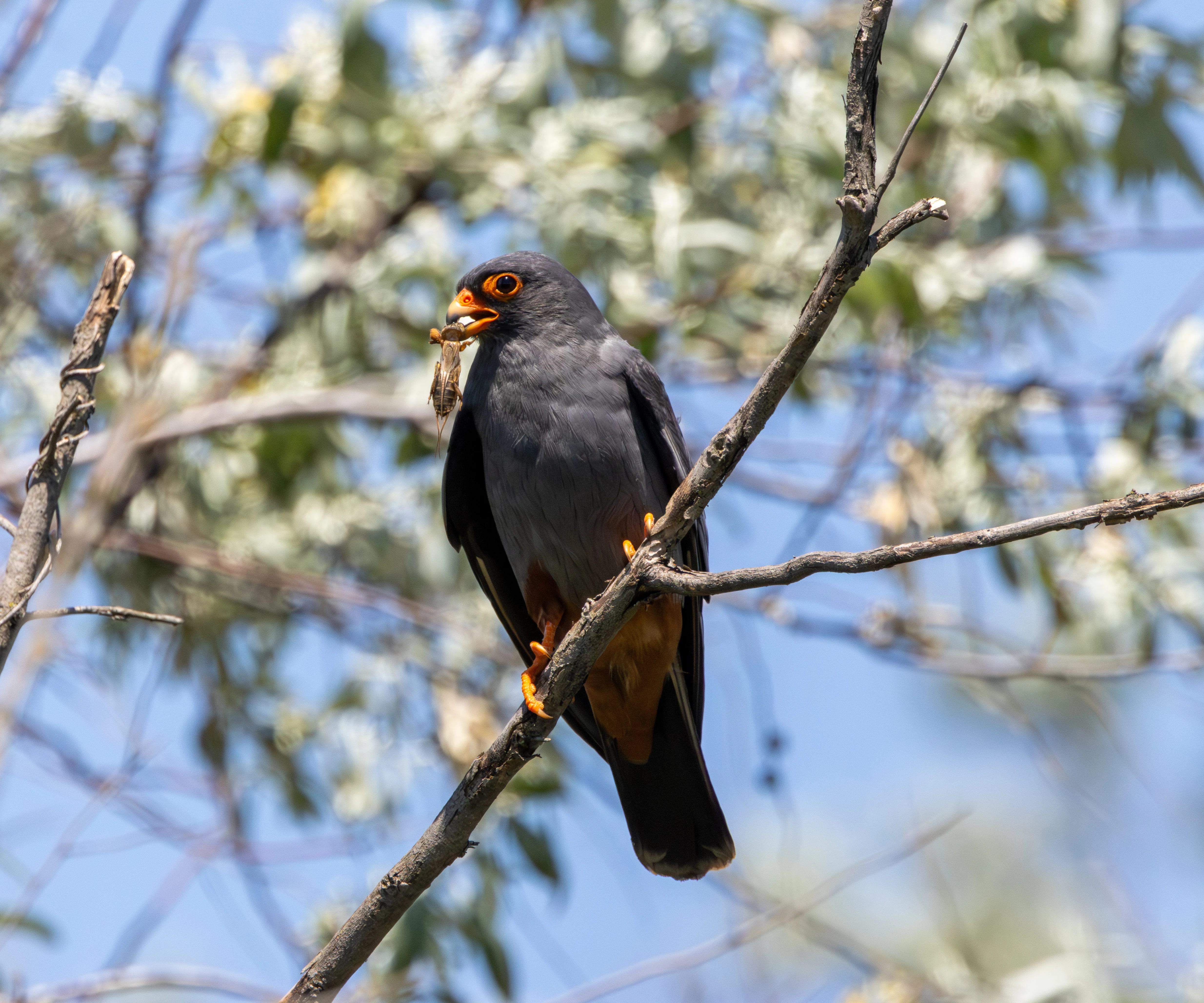 Red-footed Falcon, Dobruja, Romania — photo by Adam Prugel-Bennett