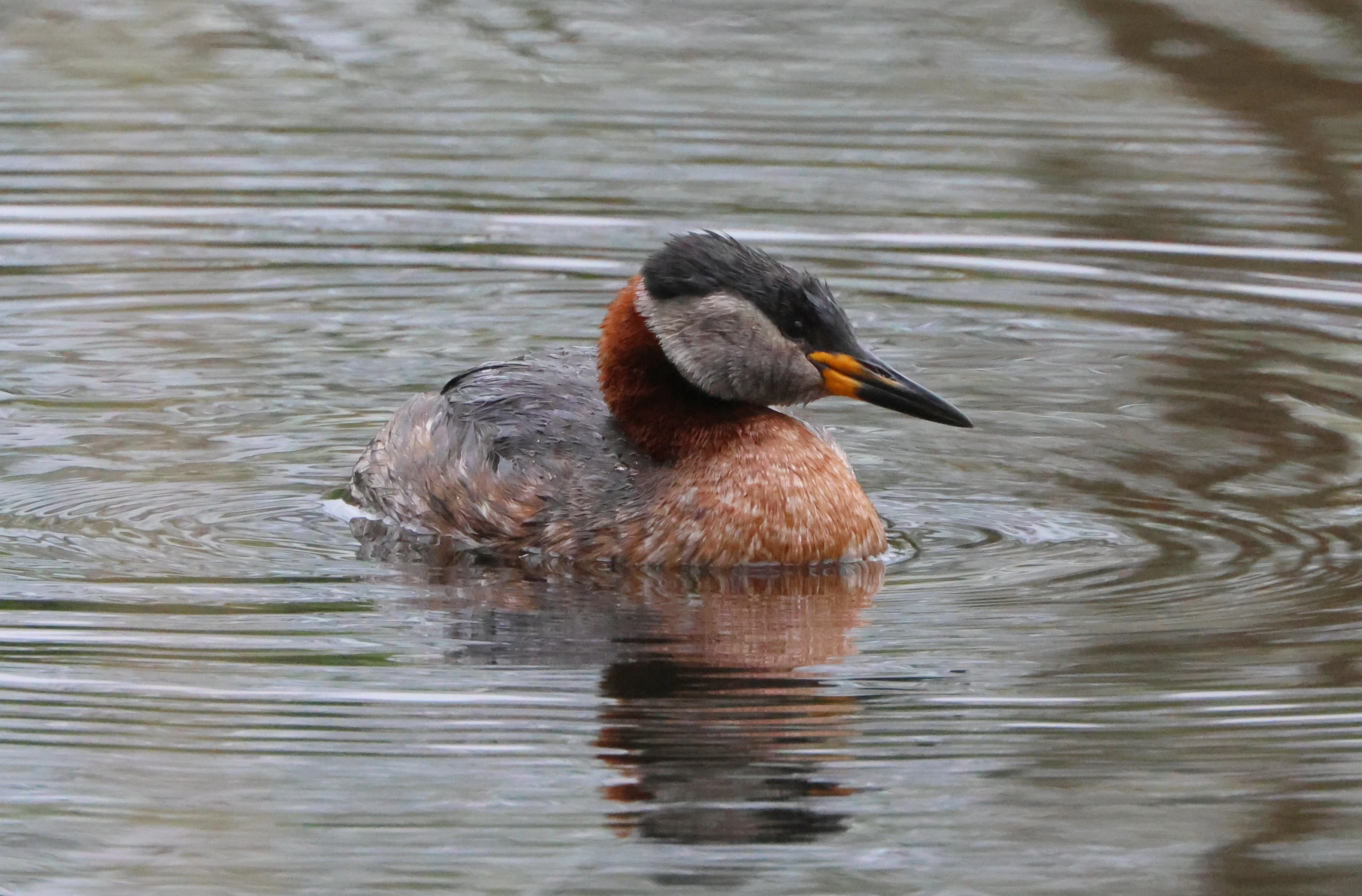 Red-necked grebe, Berlin, Brandenburg, Germany — photo by Adam Prugel-Bennett