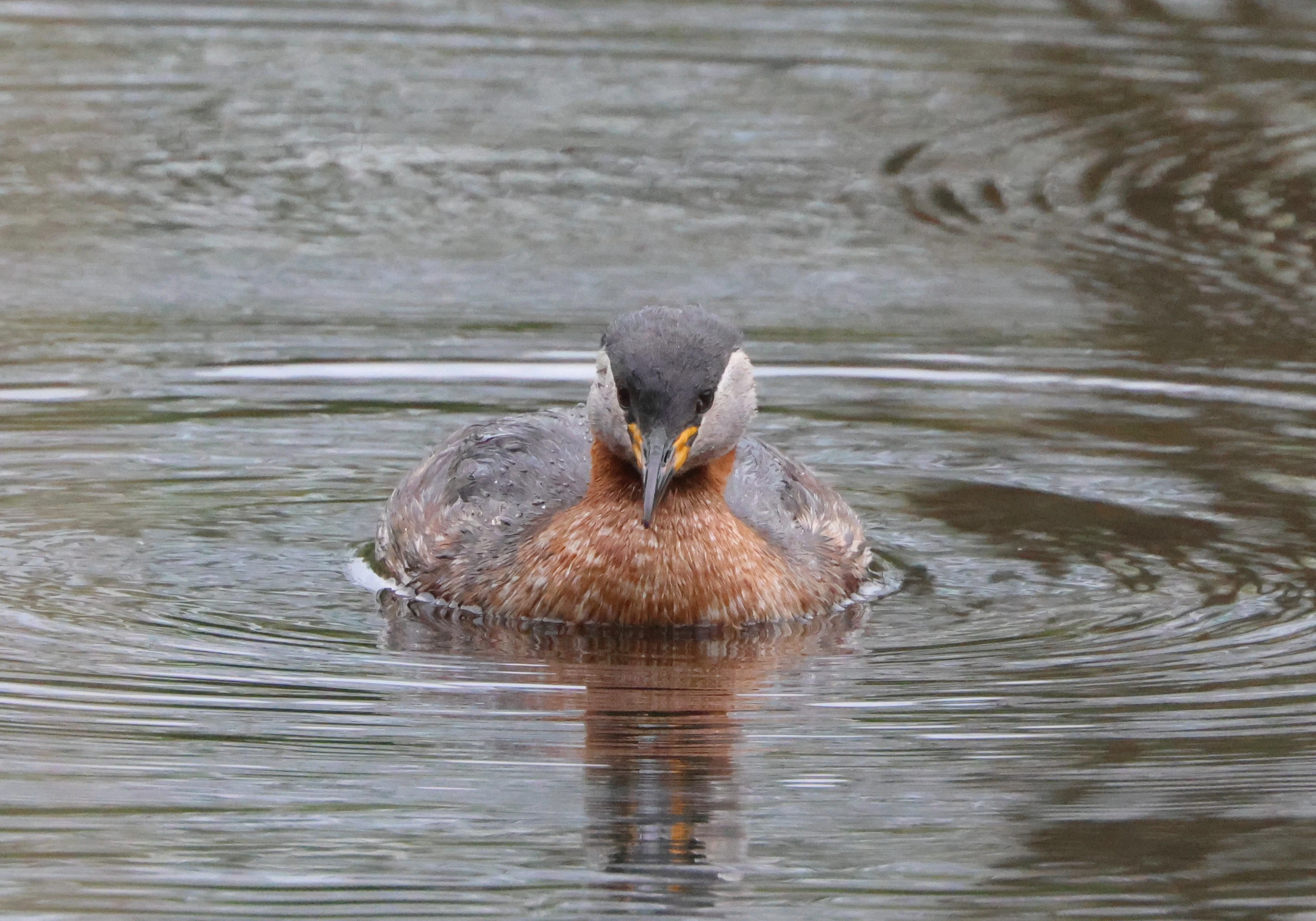Red-necked grebe, Berlin, Brandenburg, Germany — photo by Adam Prugel-Bennett