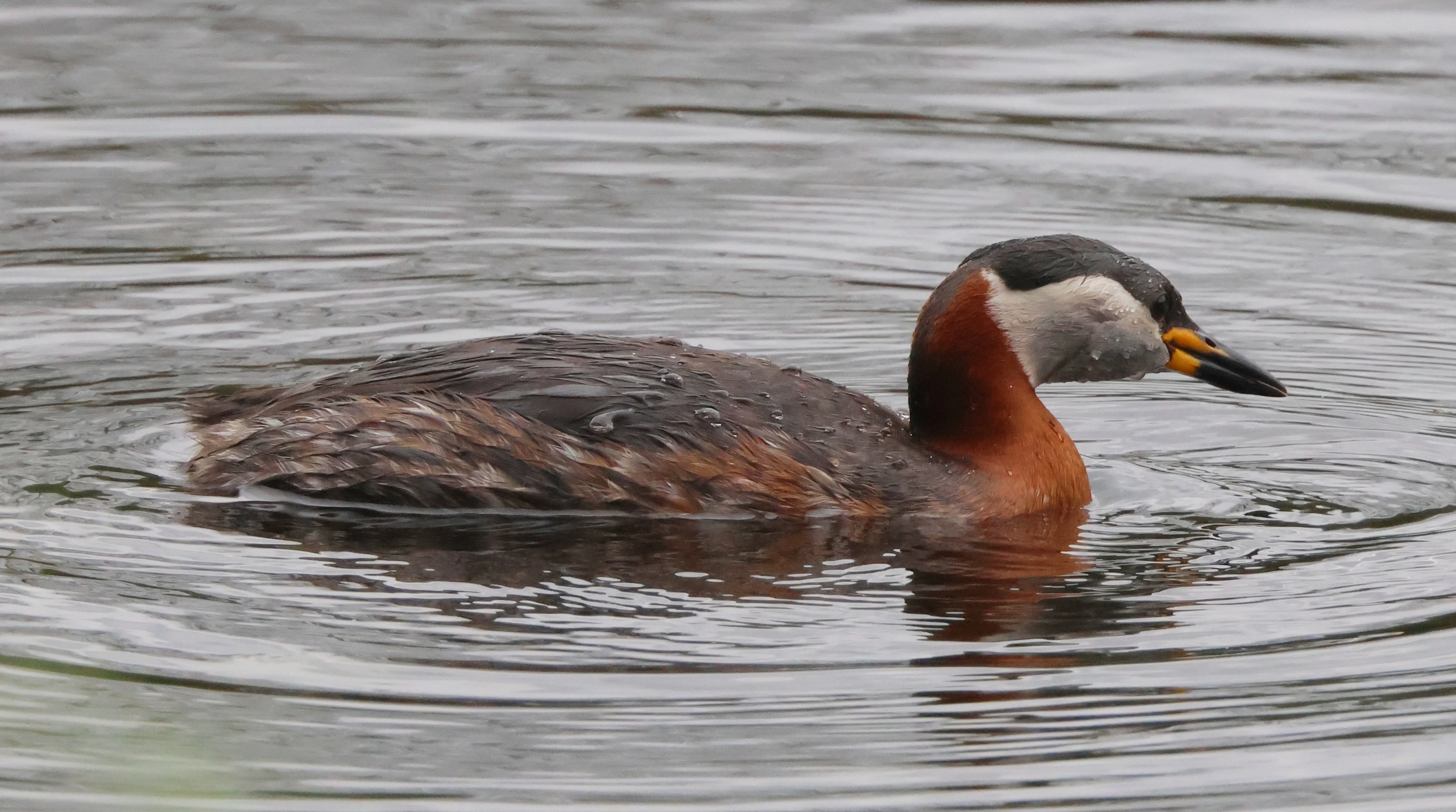 Red-necked grebe, Berlin, Brandenburg, Germany — photo by Adam Prugel-Bennett