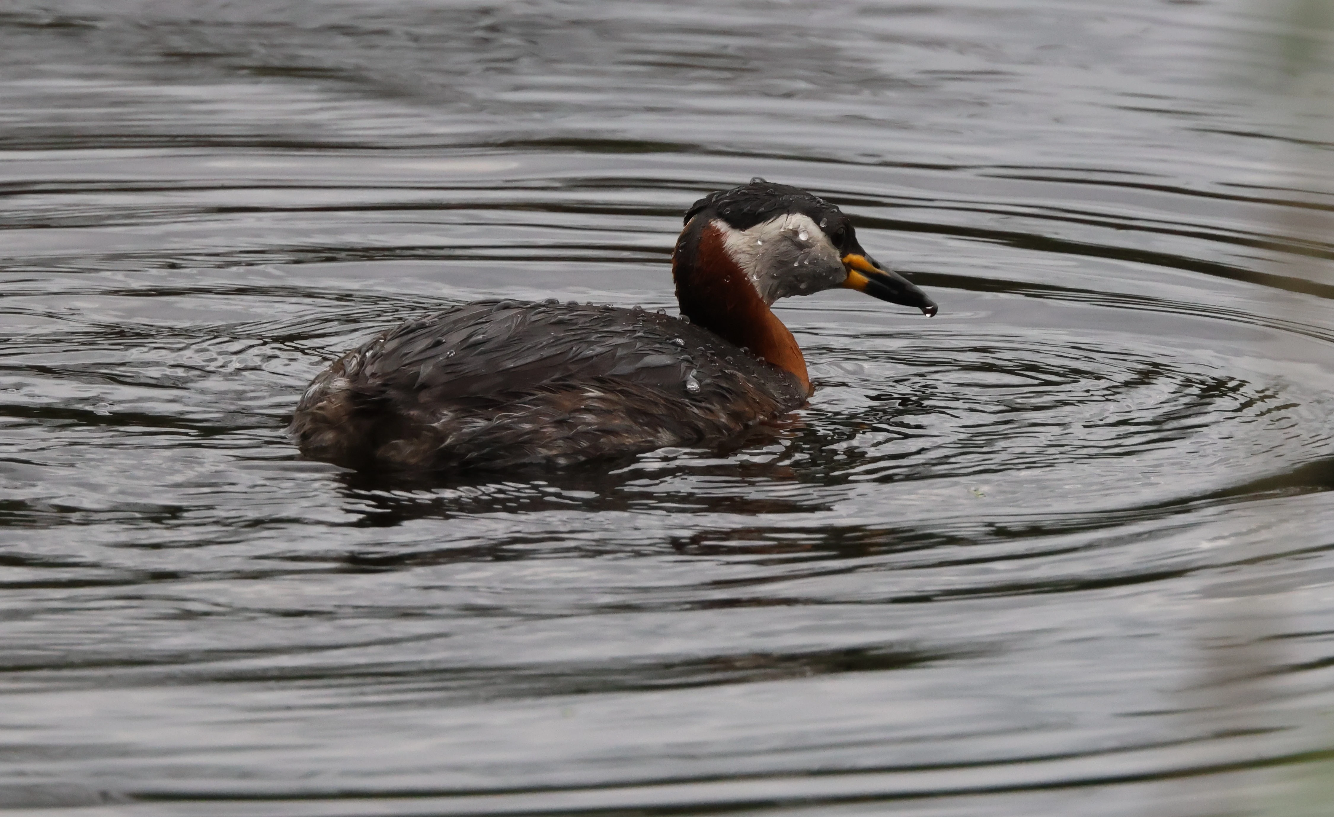 Red-necked grebe, Berlin, Brandenburg, Germany — photo by Adam Prugel-Bennett