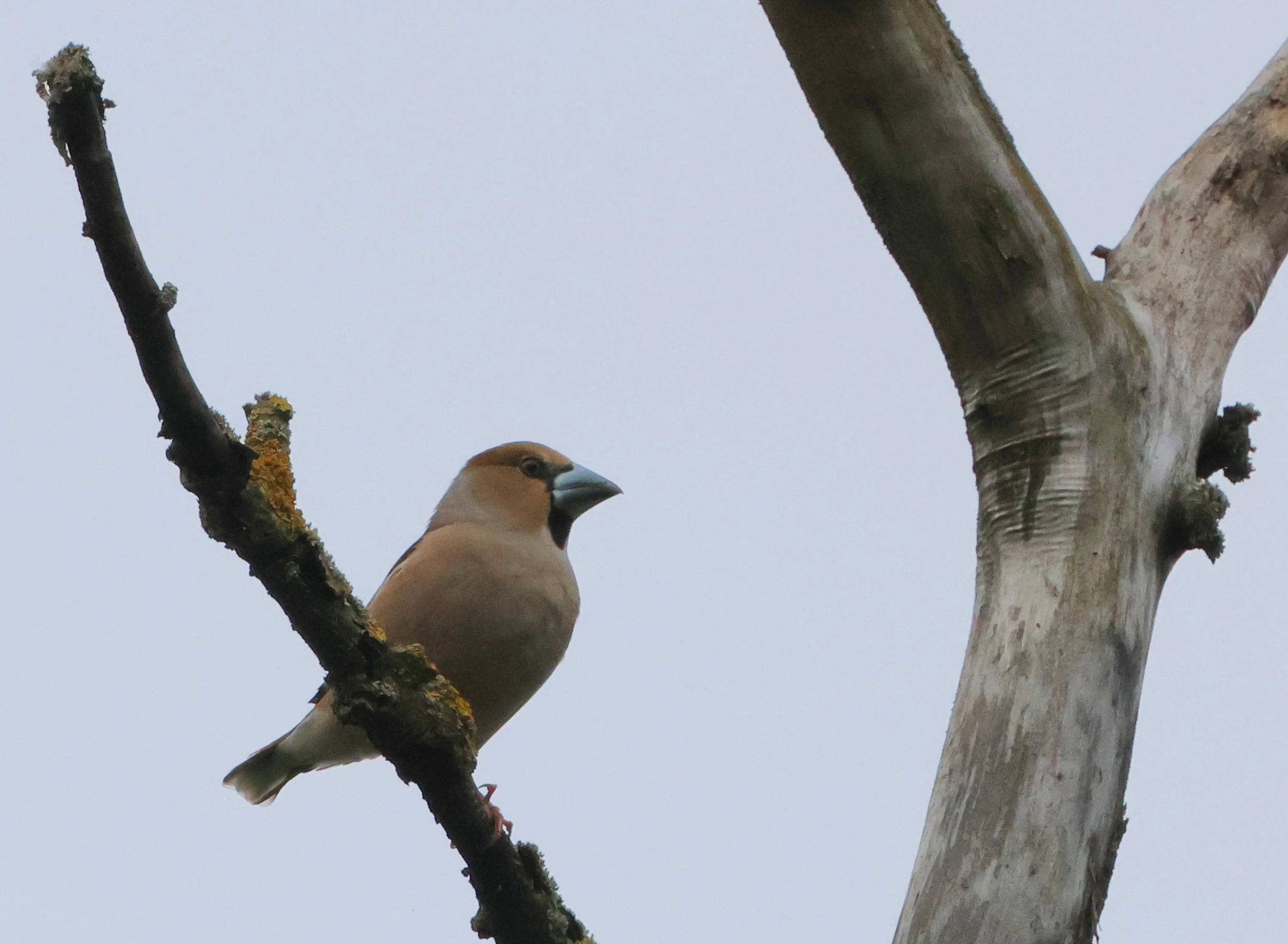 Hawfinch, Berlin, Brandenburg, Germany — photo by Adam Prugel-Bennett