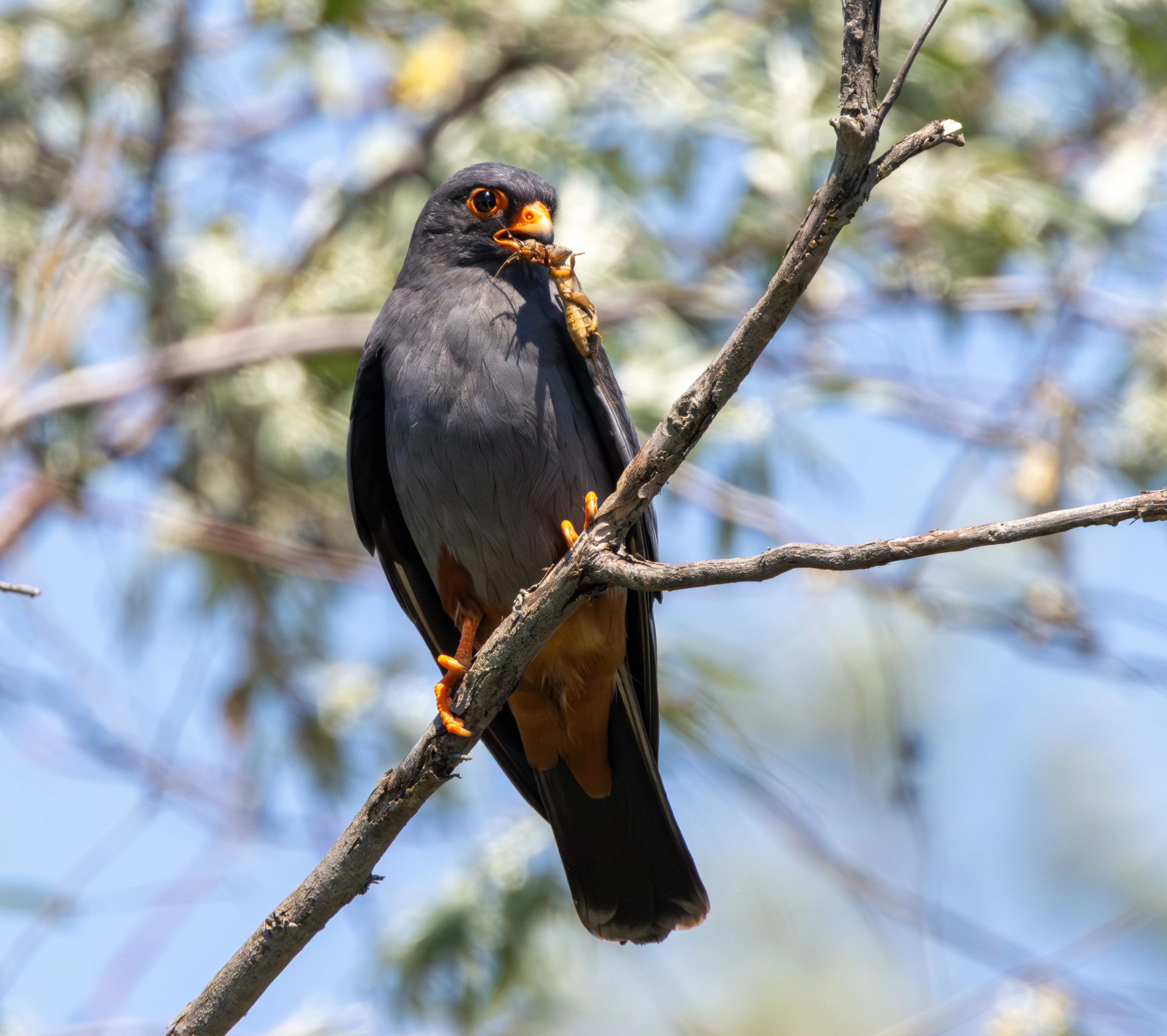 Red-footed Falcon with insect prey, Dobruja, Romania — photo by Adam Prugel-Bennett