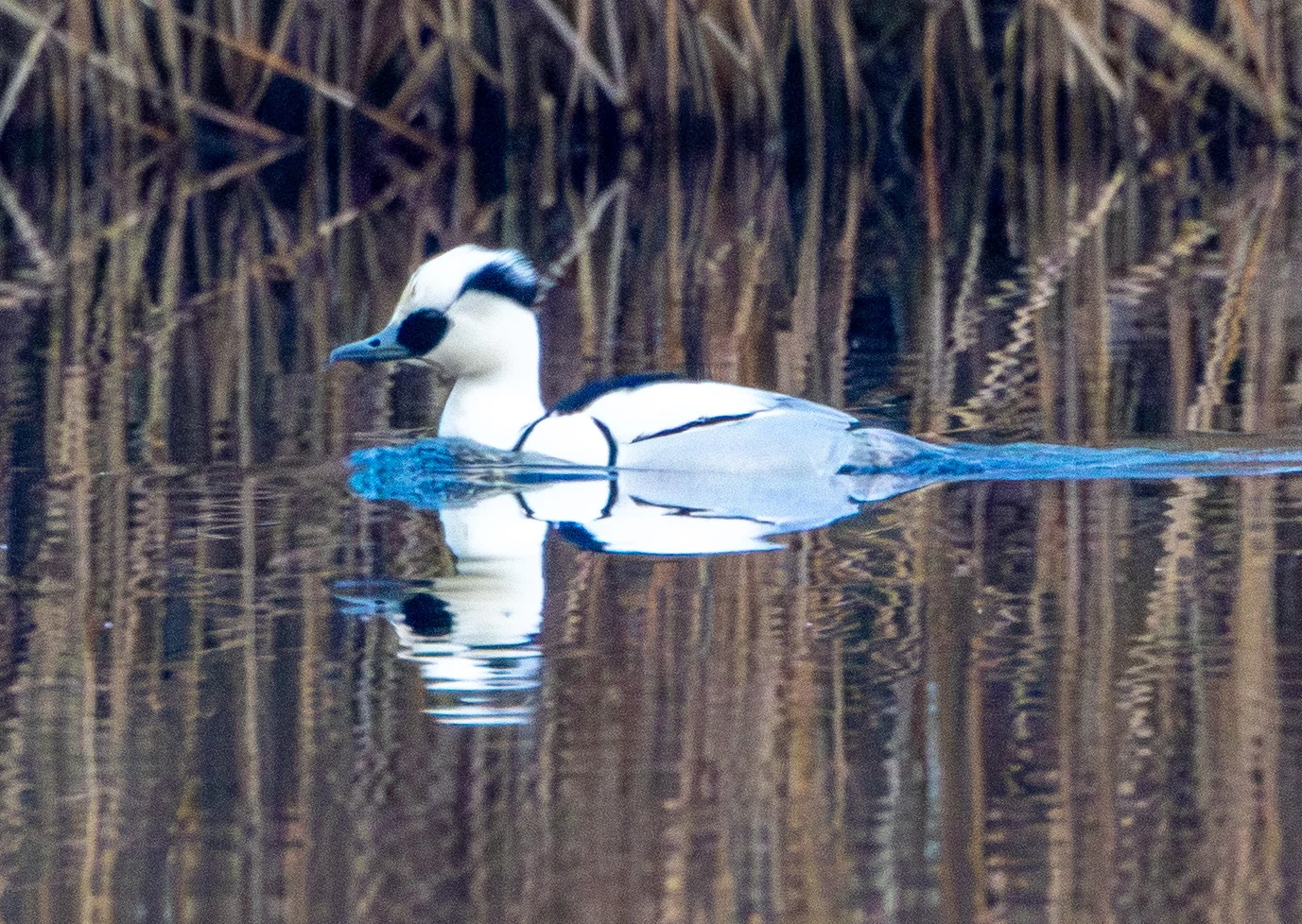 Smew, Flavoland, Netherlands — photo by Adam Prugel-Bennett