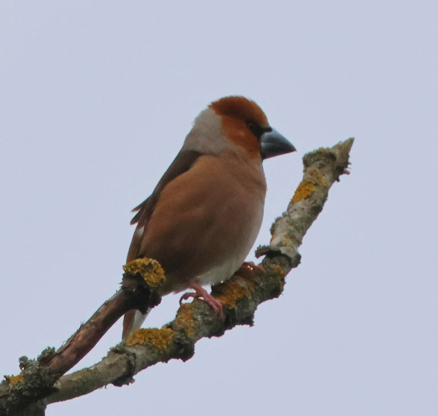 Hawfinch, Berlin, Brandenburg, Germany — photo by Adam Prugel-Bennett