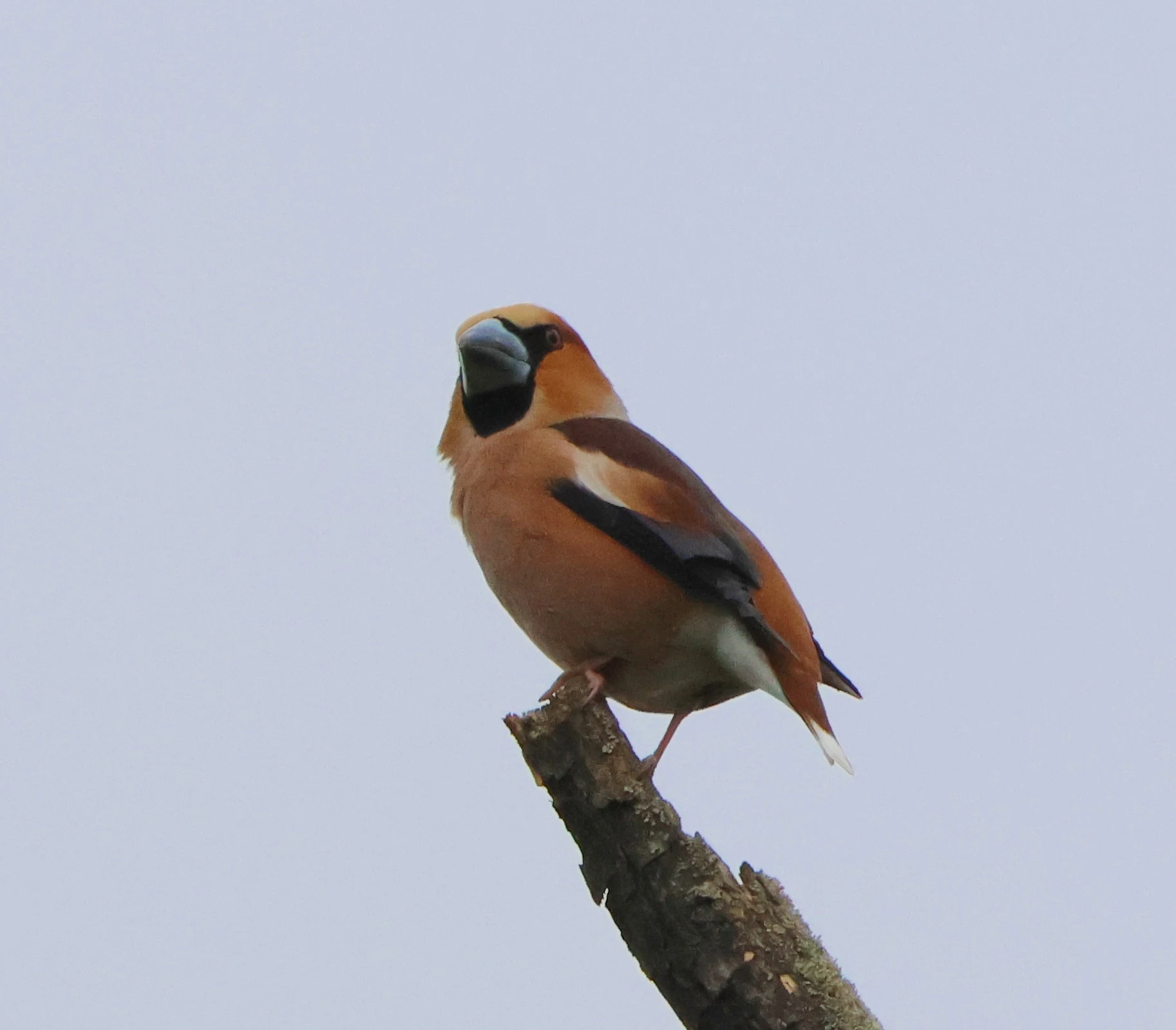 Hawfinch, Berlin, Brandenburg, Germany — photo by Adam Prugel-Bennett