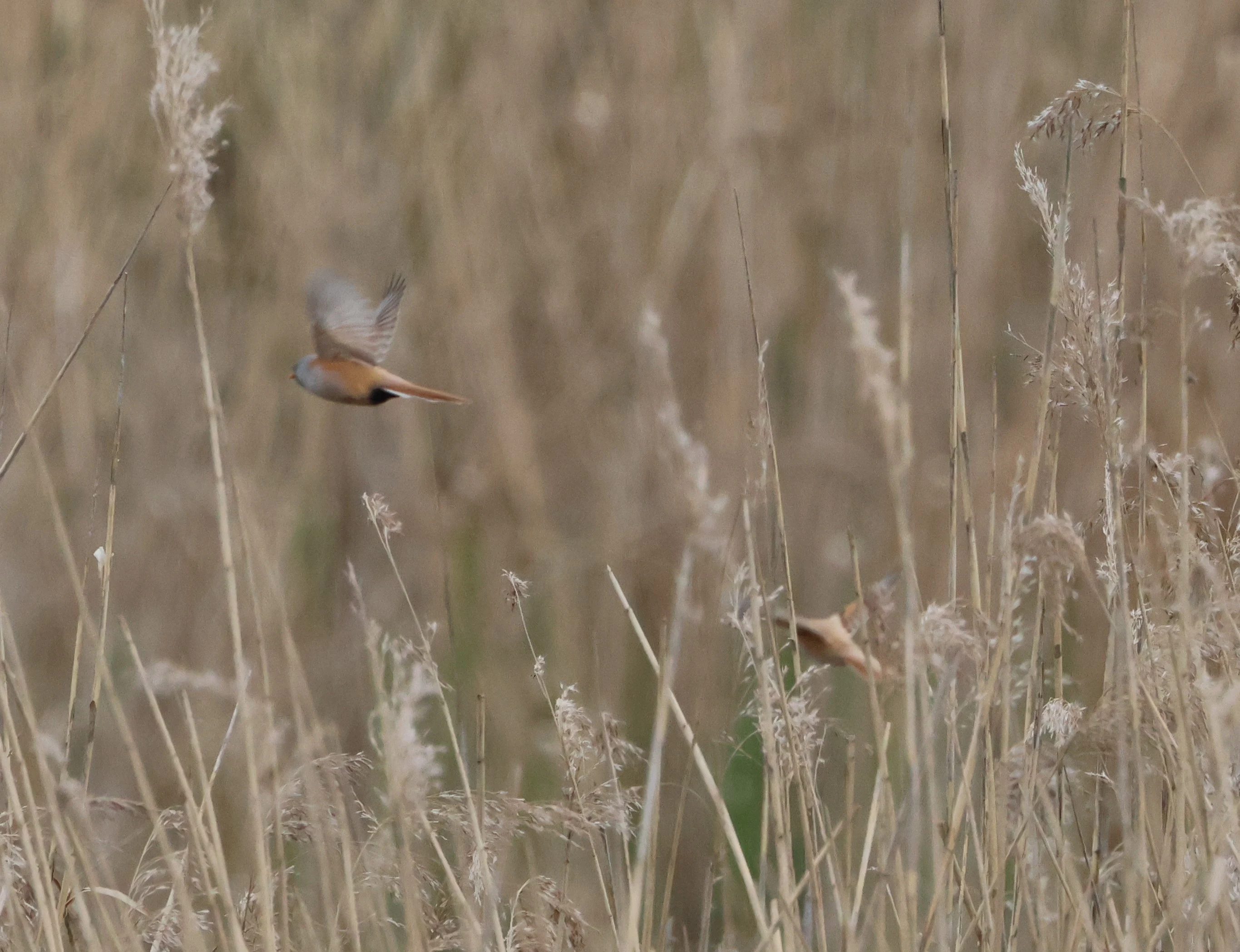 Flighty Bearded Tits, Berlin, Brandenburg, Germany — photo by Adam Prugel-Bennett