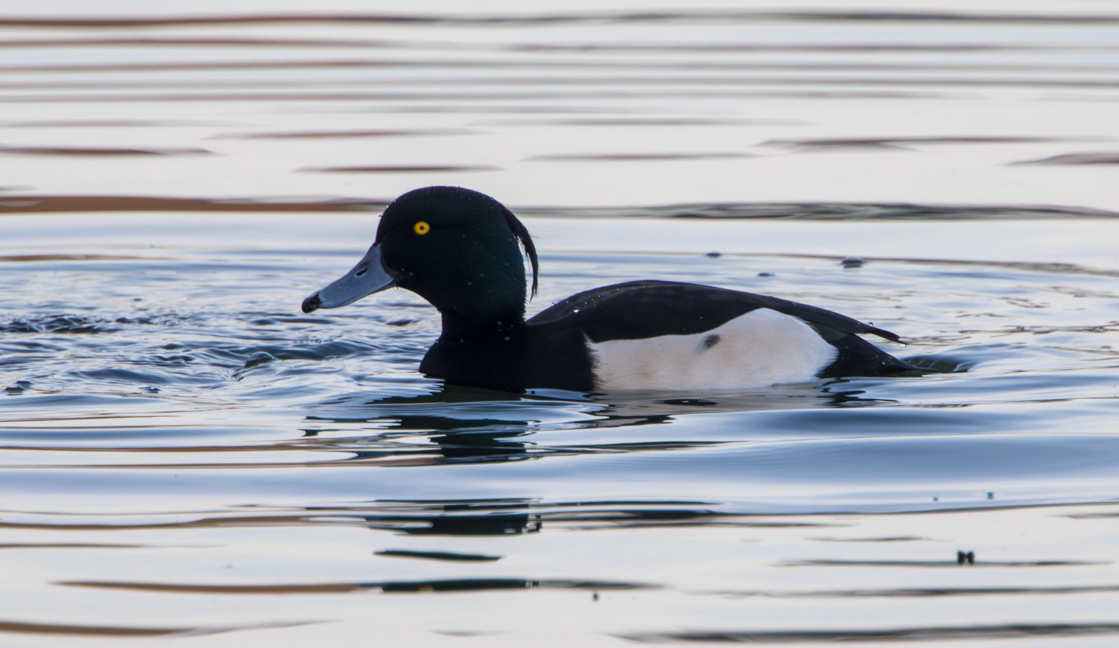 Tufted Duck, Flavoland, Netherlands — photo by Adam Prugel-Bennett