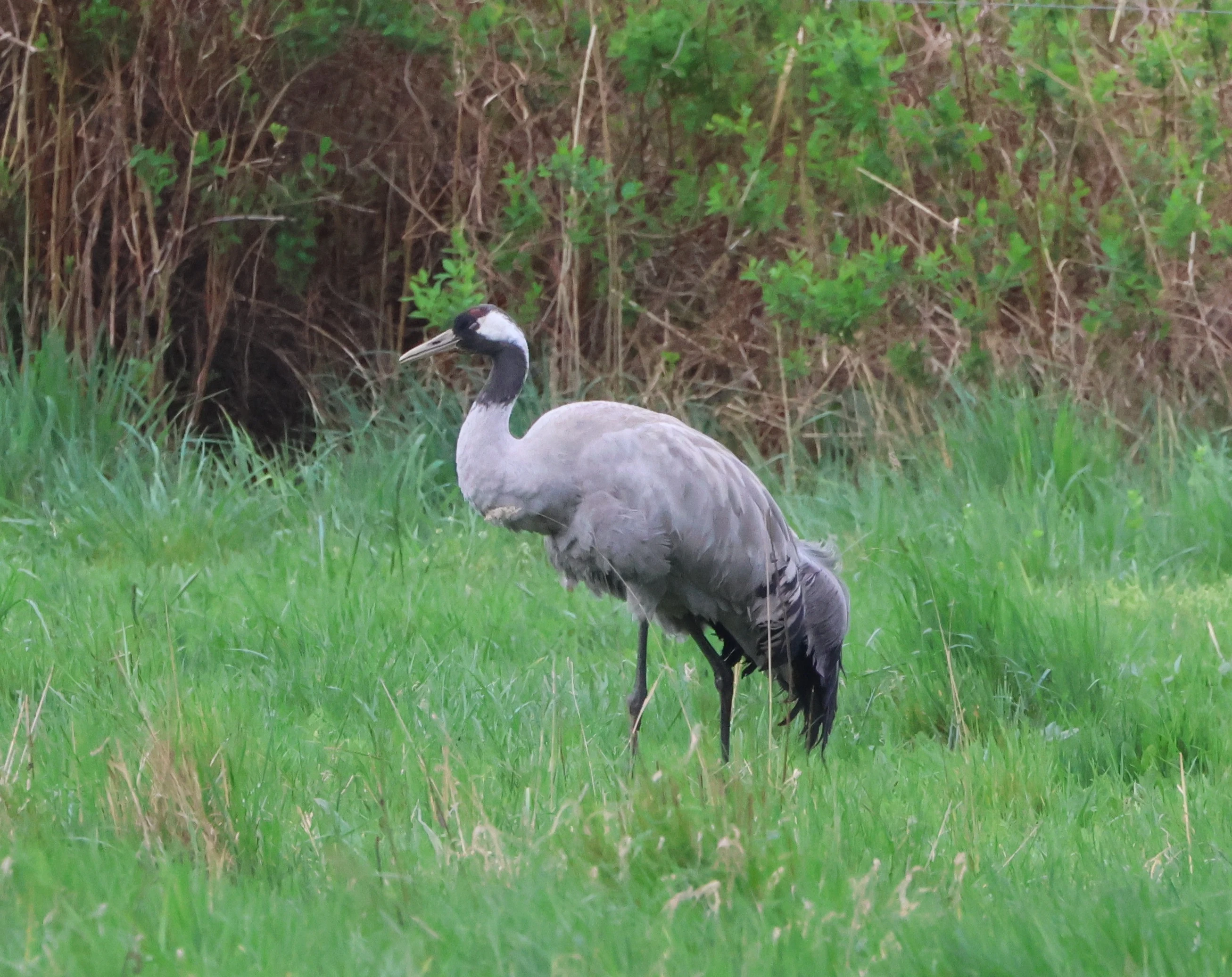 Common crane, Berlin, Brandenburg, Germany — photo by Adam Prugel-Bennett