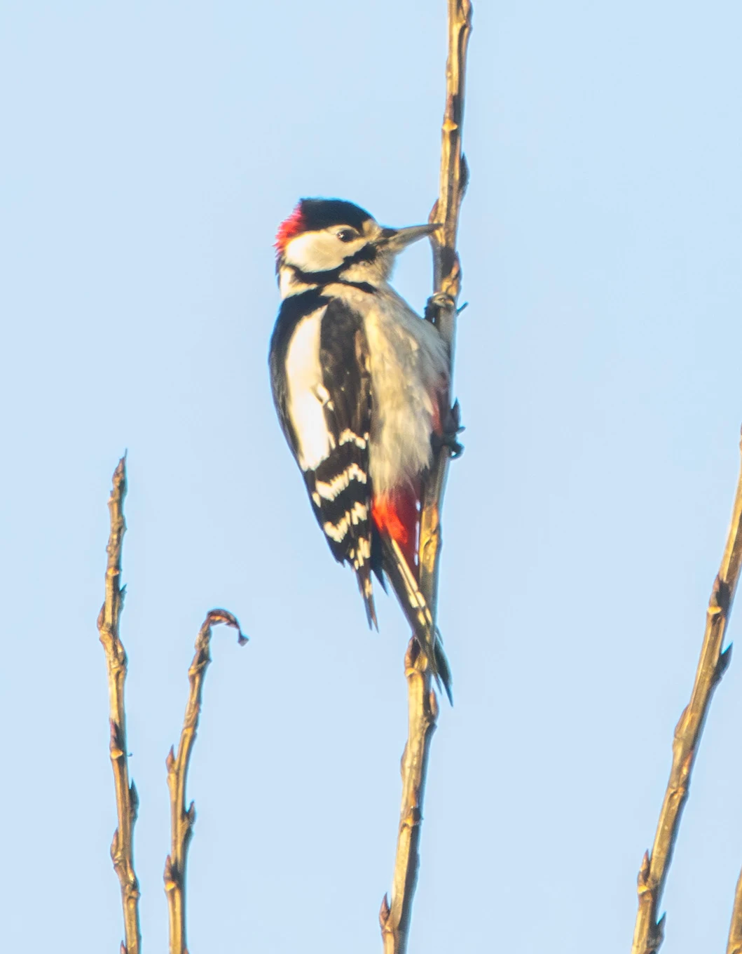 Great Spotted Woodpecker, Oostvaardersplassen, Flavoland, Netherlands — photo by Adam Prugel-Bennett