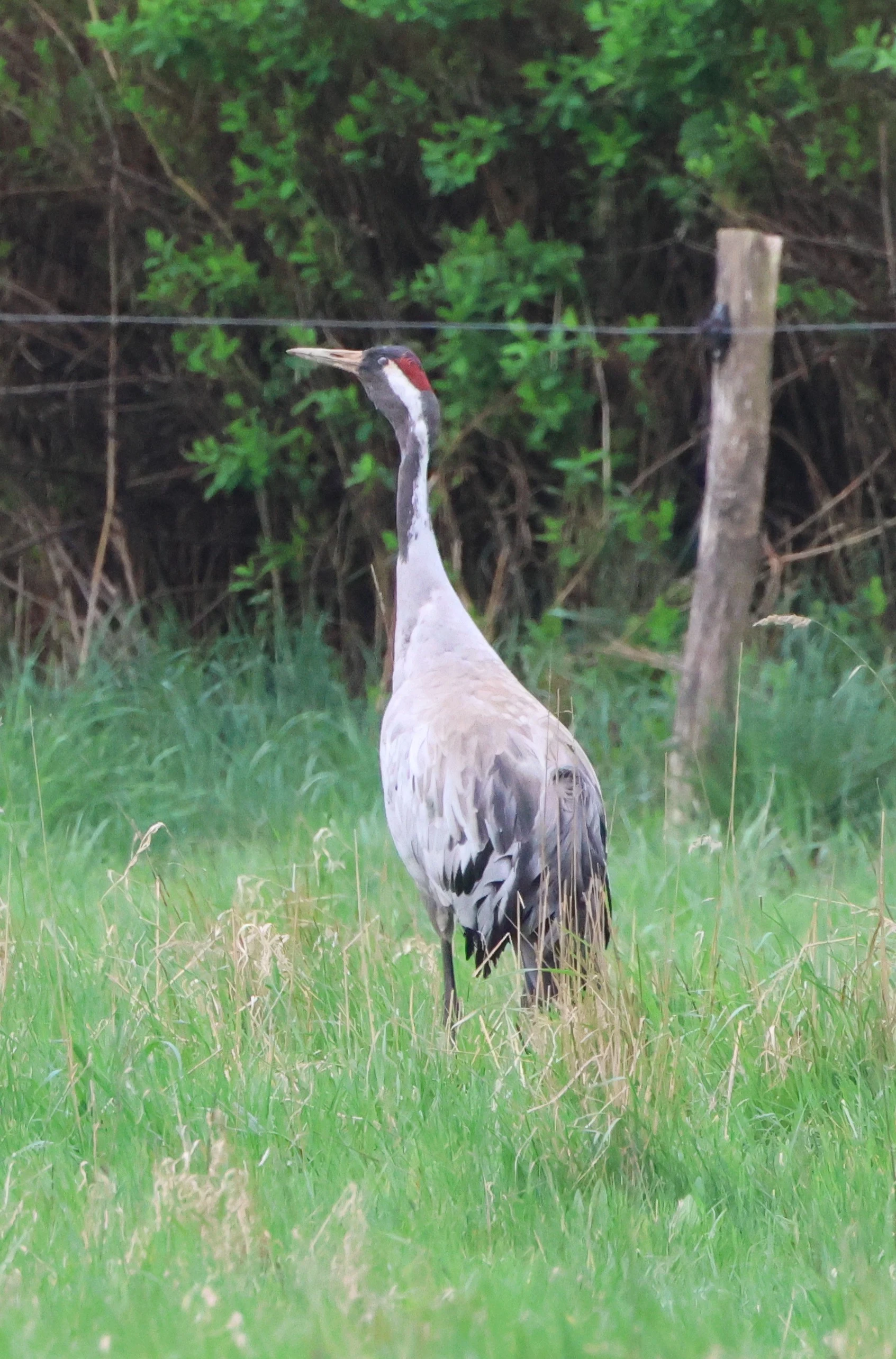 Common crane, Berlin, Brandenburg, Germany — photo by Adam Prugel-Bennett