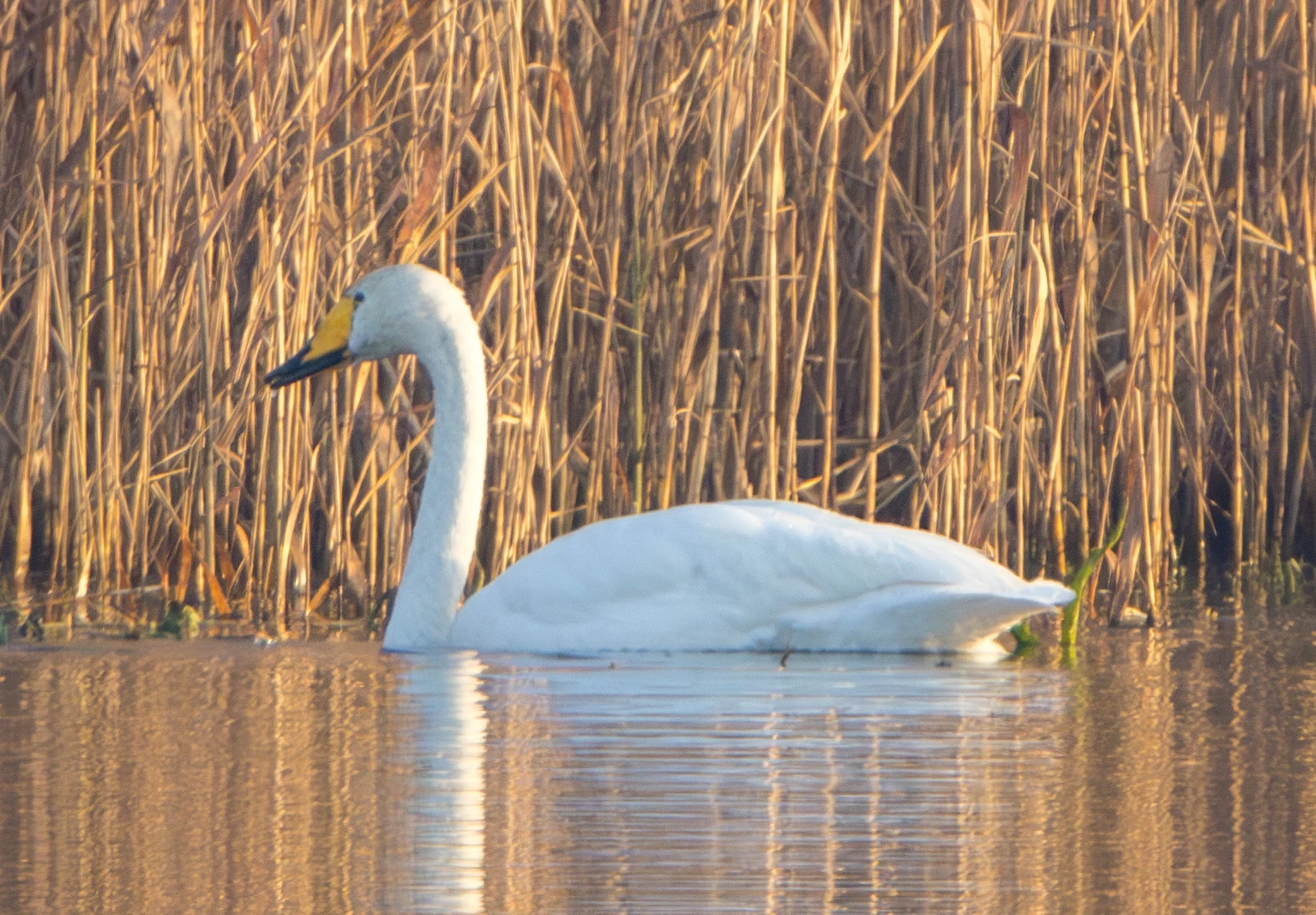 Whooper Swan, Oostvaardersplassen, Flavoland, Netherlands — photo by Adam Prugel-Bennett