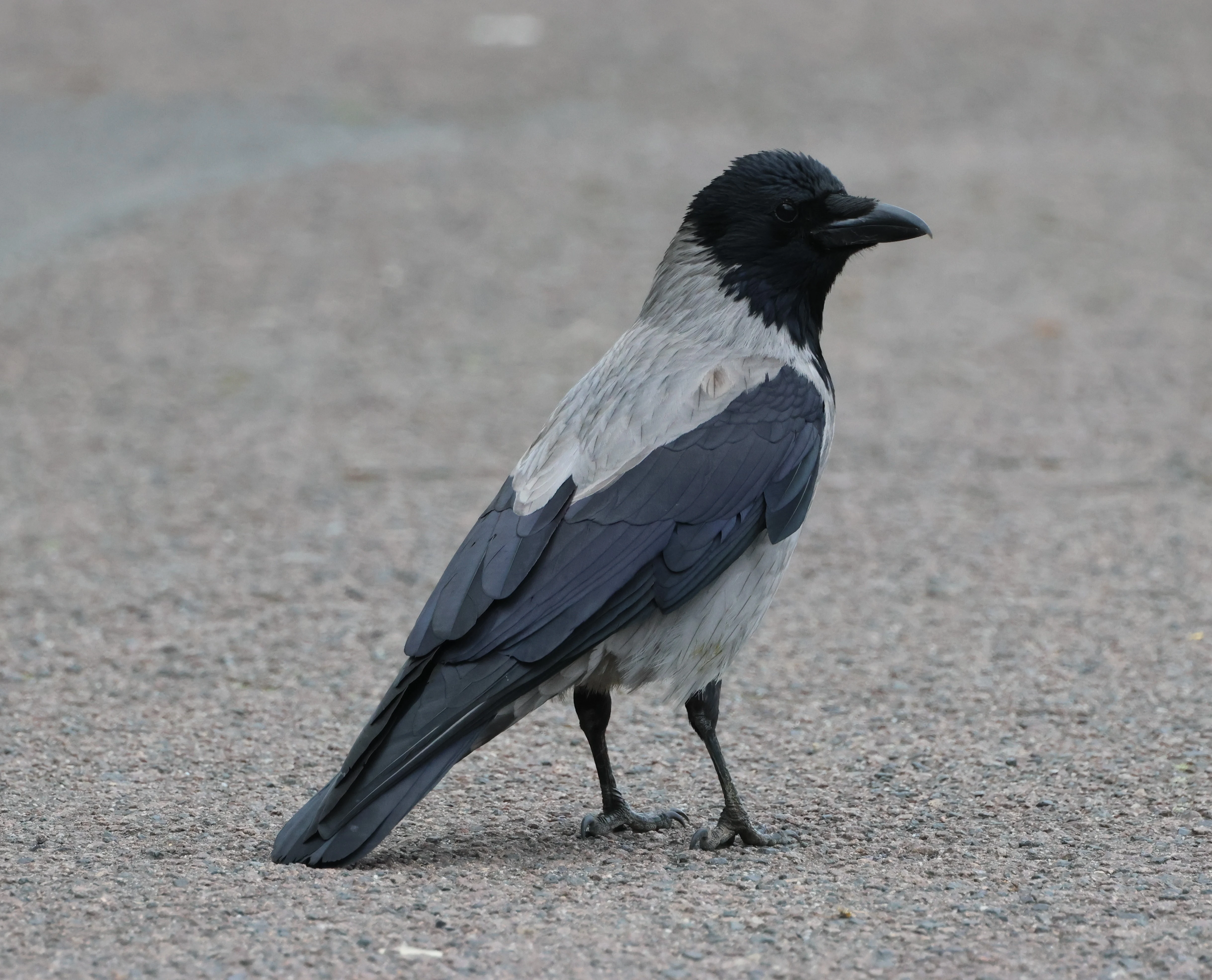 Hooded Crow, Berlin, Brandenburg, Germany — photo by Adam Prugel-Bennett
