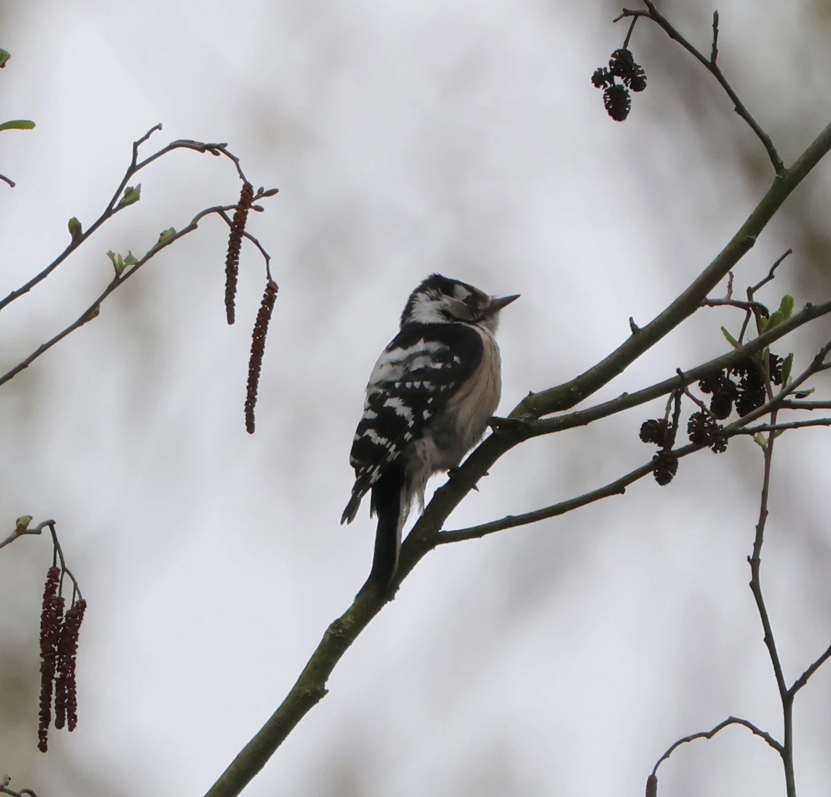 Lesser-spotted Woodpecker, Berlin, Brandenburg, Germany — photo by Adam Prugel-Bennett