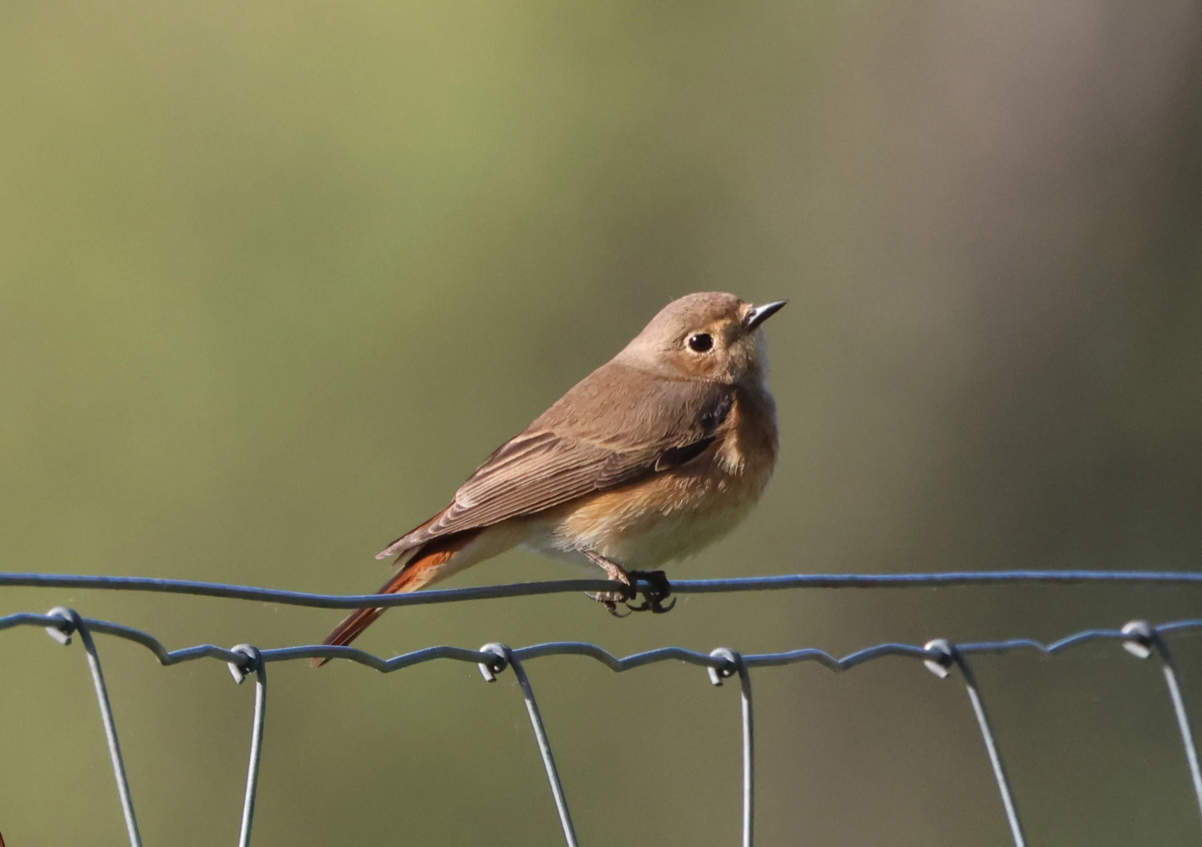 Common redstart, Berlin, Brandenburg, Germany — photo by Adam Prugel-Bennett