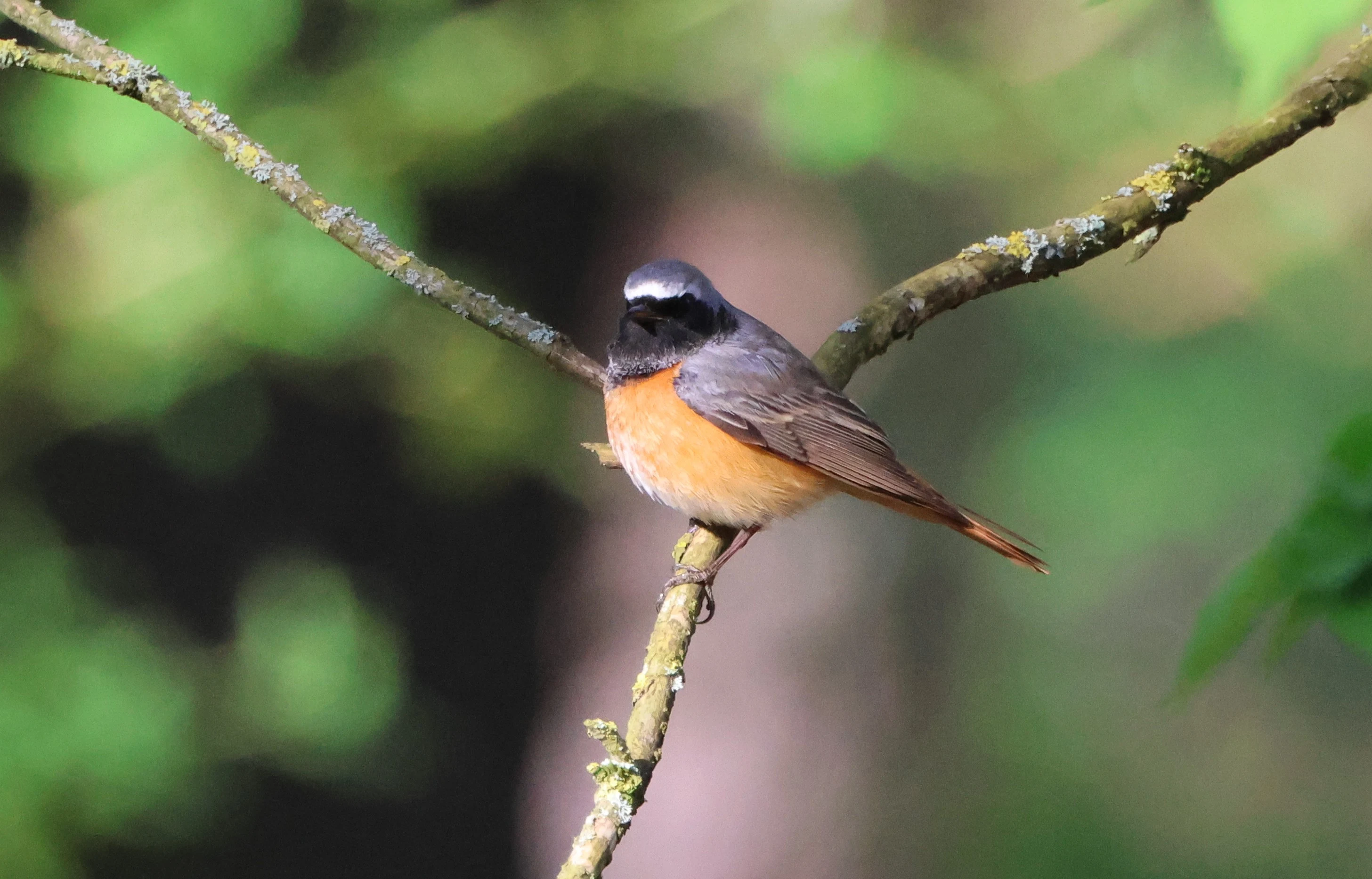 Common redstart, Berlin, Brandenburg, Germany — photo by Adam Prugel-Bennett