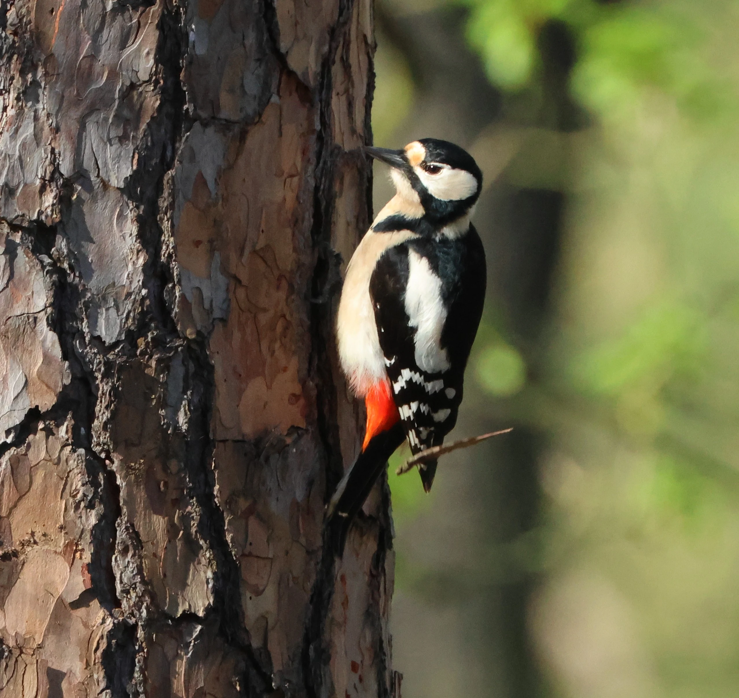 Greater-spotted woodpecker, Berlin, Brandenburg, Germany — photo by Adam Prugel-Bennett