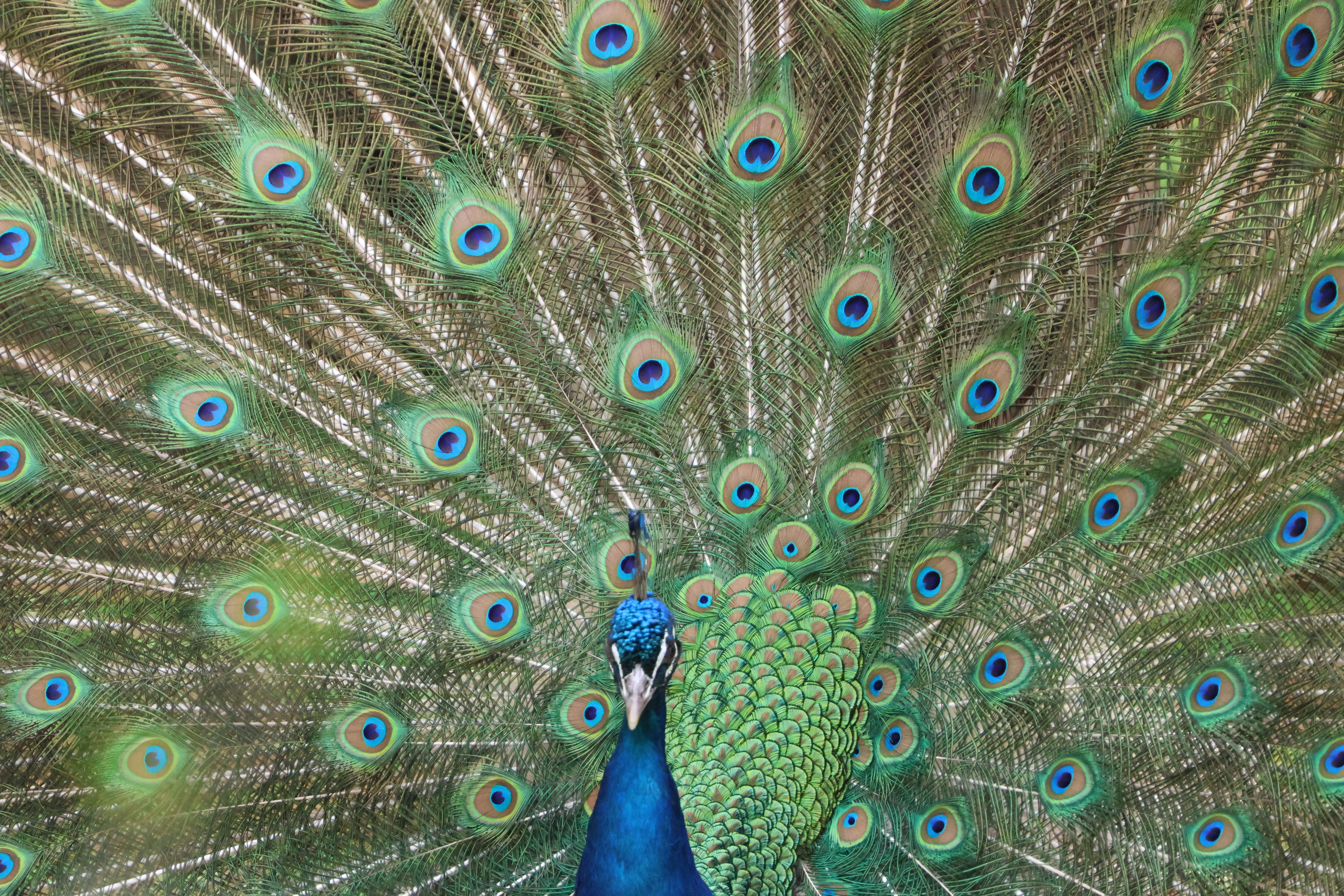 Peacock at Peacock Island, Berlin, Brandenburg, Germany — photo by Adam Prugel-Bennett