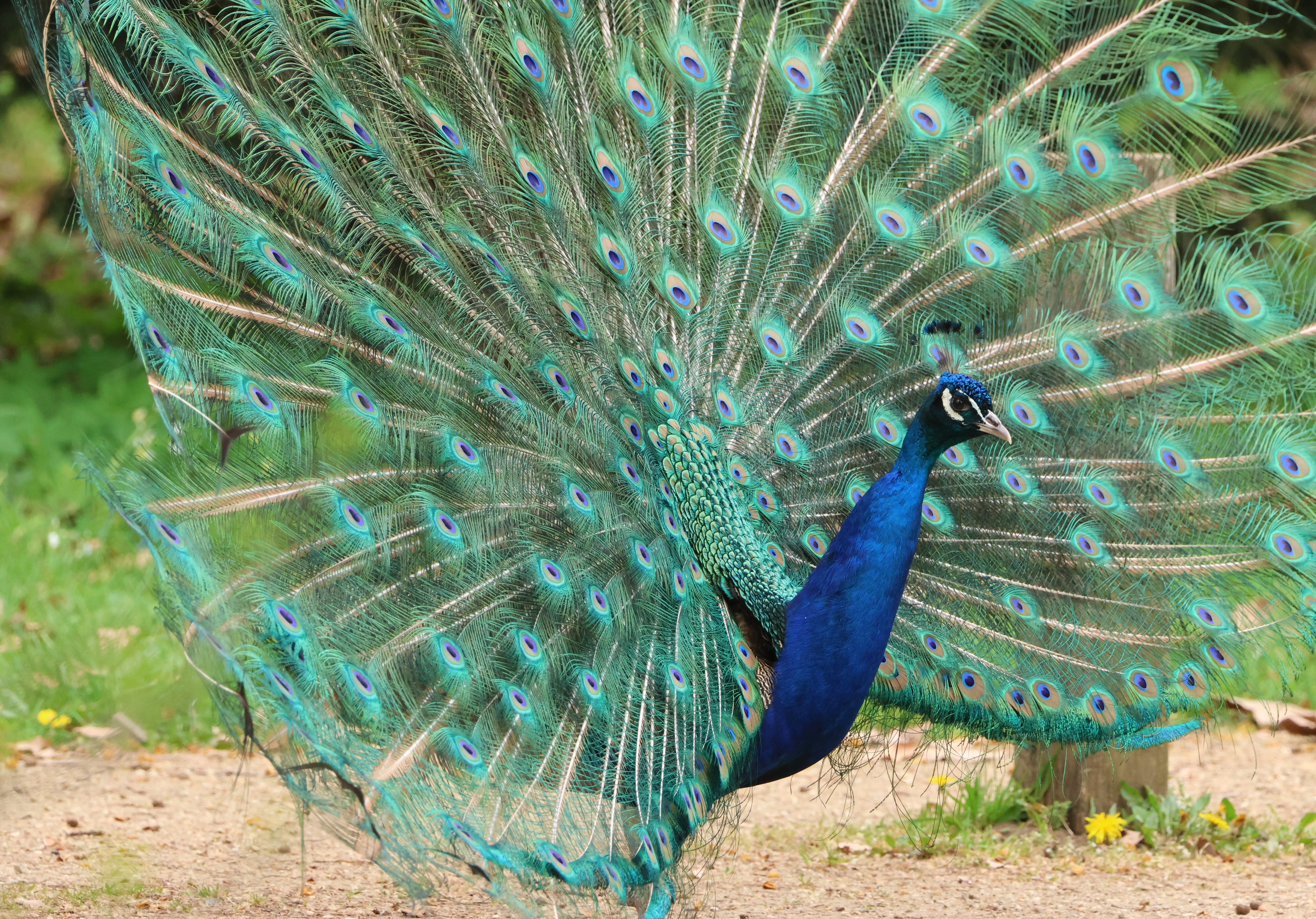 Peacock at Peacock Island, Berlin, Brandenburg, Germany — photo by Adam Prugel-Bennett
